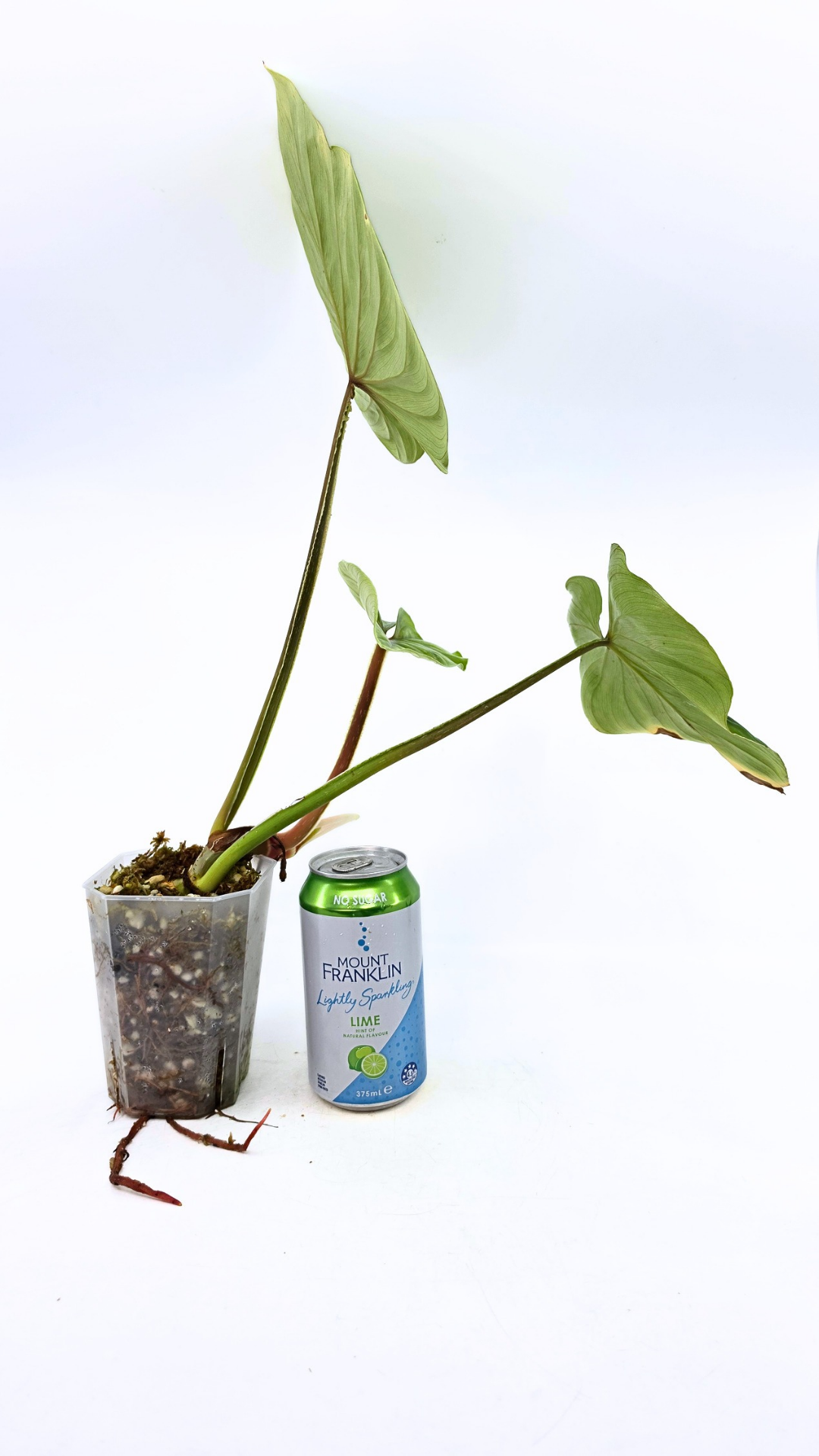 Uncommon indoor plant Philodendron Plowmanii available at rare plant shop The Leaf Gallery in Perth, Western Australia