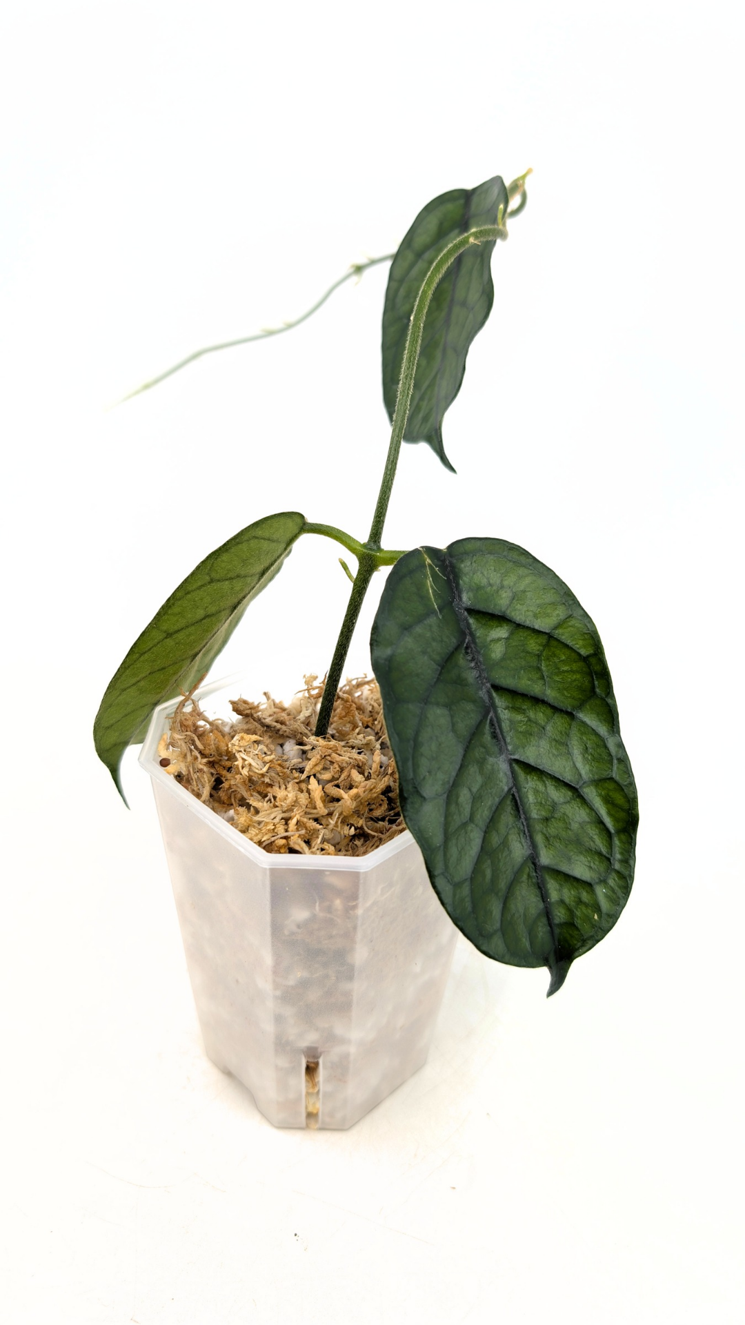 Rare waxplant Hoya Globulosa Cao Bang available for sale at rare plant shop The Leaf Gallery in Perth, Western Australia