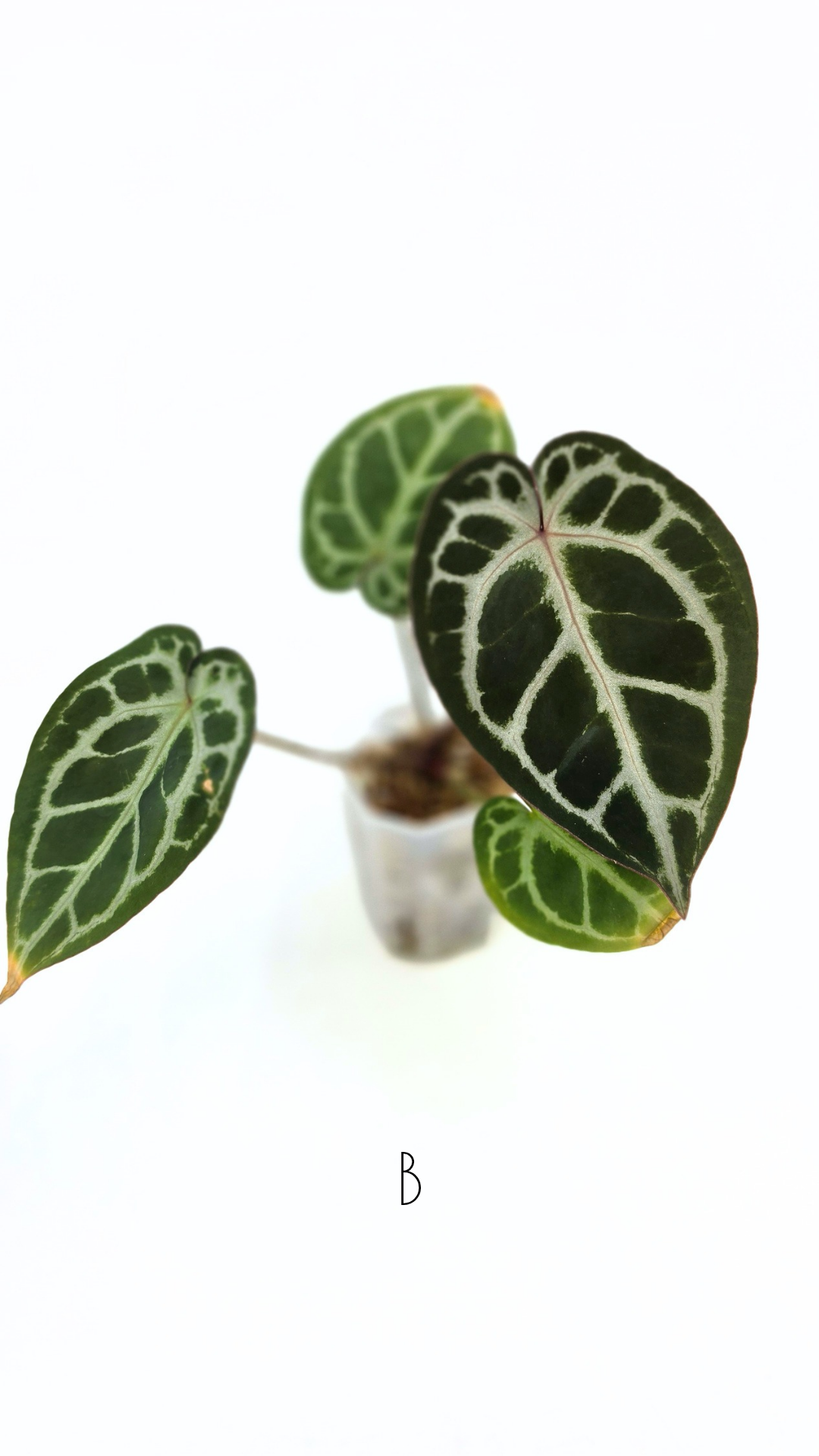 Rare anthurium hybrid Anthurium red dorayaki mutation with Anthurium Michelle by The Leaf Gallery in Perth, Western Australia