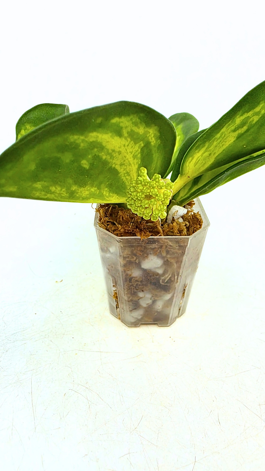 Rare waxplant Hoya Subquintupllinervis Inner Variegated, formerly known as Hoya Pachyclada available for sale at rare indoor plant shop The Leaf Gallery in Perth, Western Australia