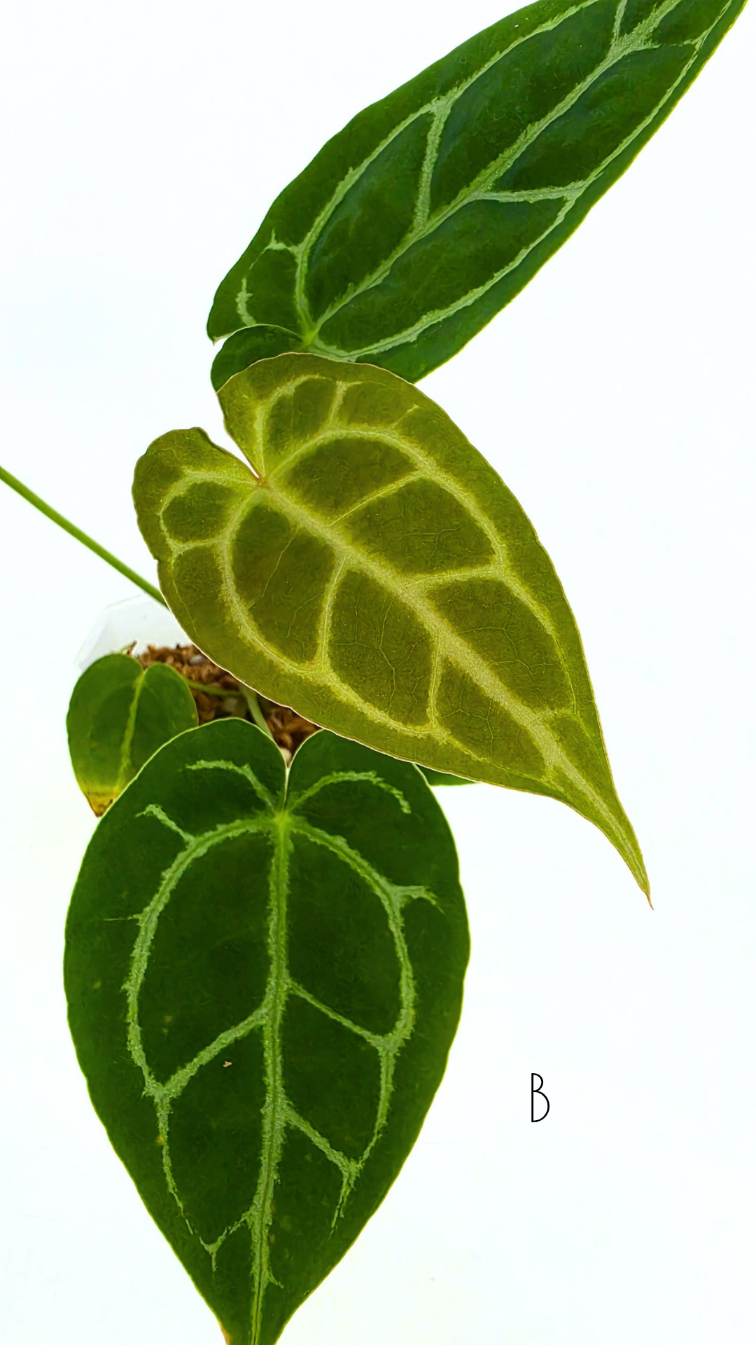 Rare anthurium hybrid Anthurium Dark Forgetii x Bessae Aff X Anthurium Michelle by The Leaf Gallery in Perth, Western Australia