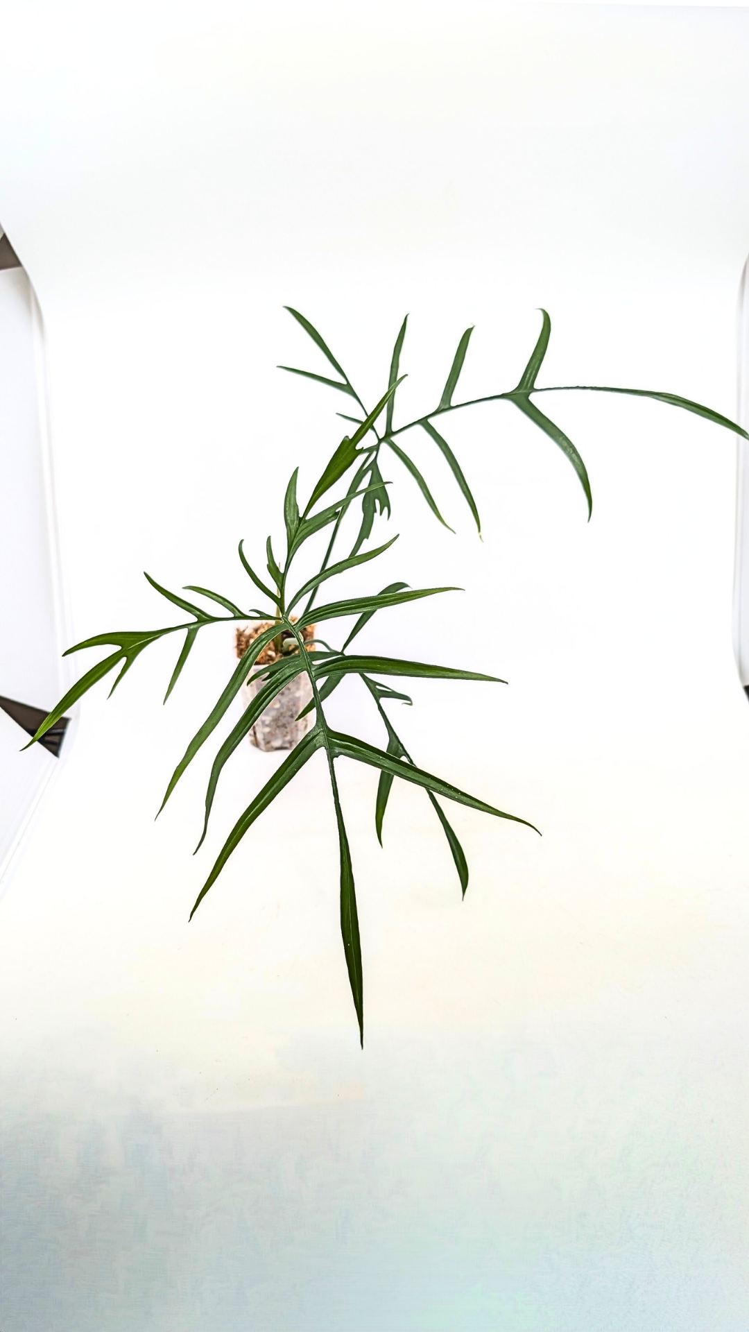 Rare indoor plant Philodendron Polypodioides available for sale at rare house plant shop The Leaf Gallery in Perth, Western Australia