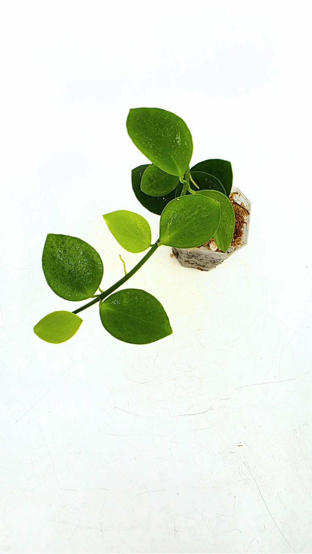 Rare waxplant Hoya Biak Irian Jaya IML1187 available for sale at rare plant shop The Leaf Gallery in Perth, Western Australia