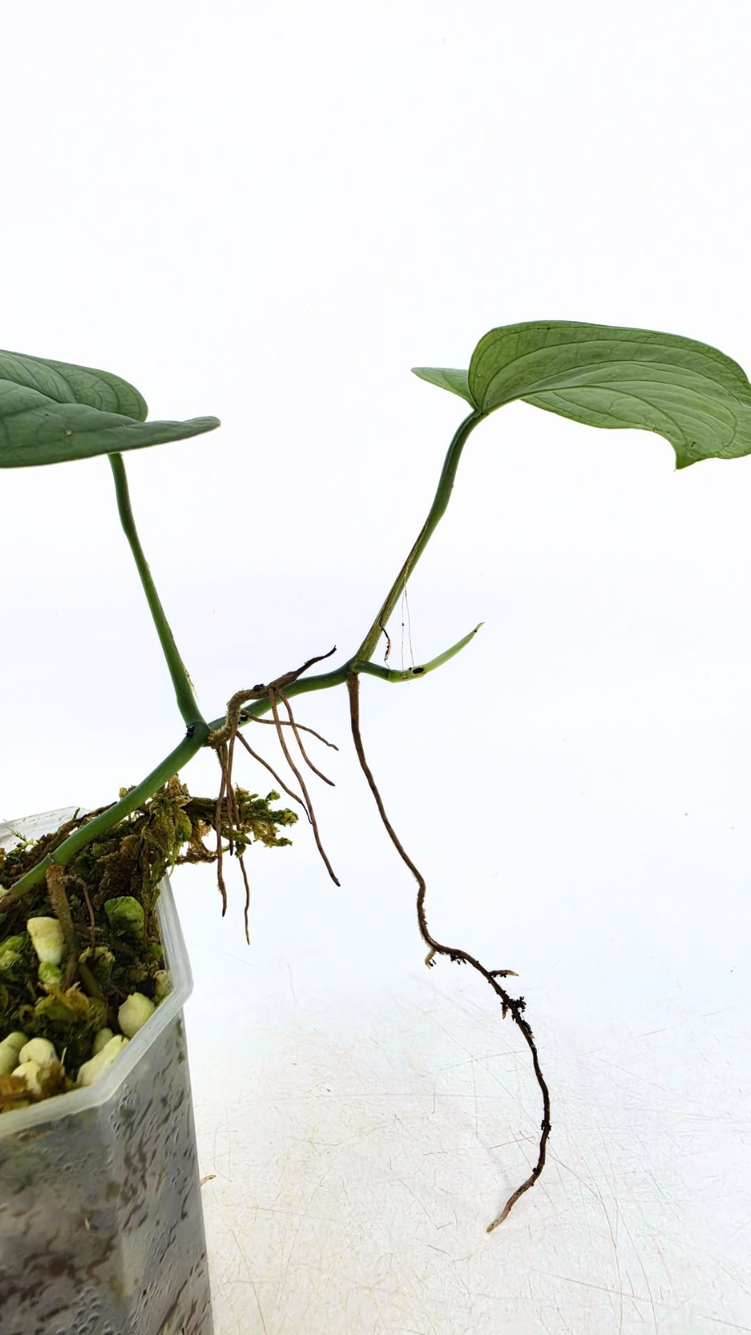 Rare plant Anadendrum Affine often mislabeled as rare Scindapsus Lucens available at rare plant shop The Leaf Gallery in Perth, Western Australia