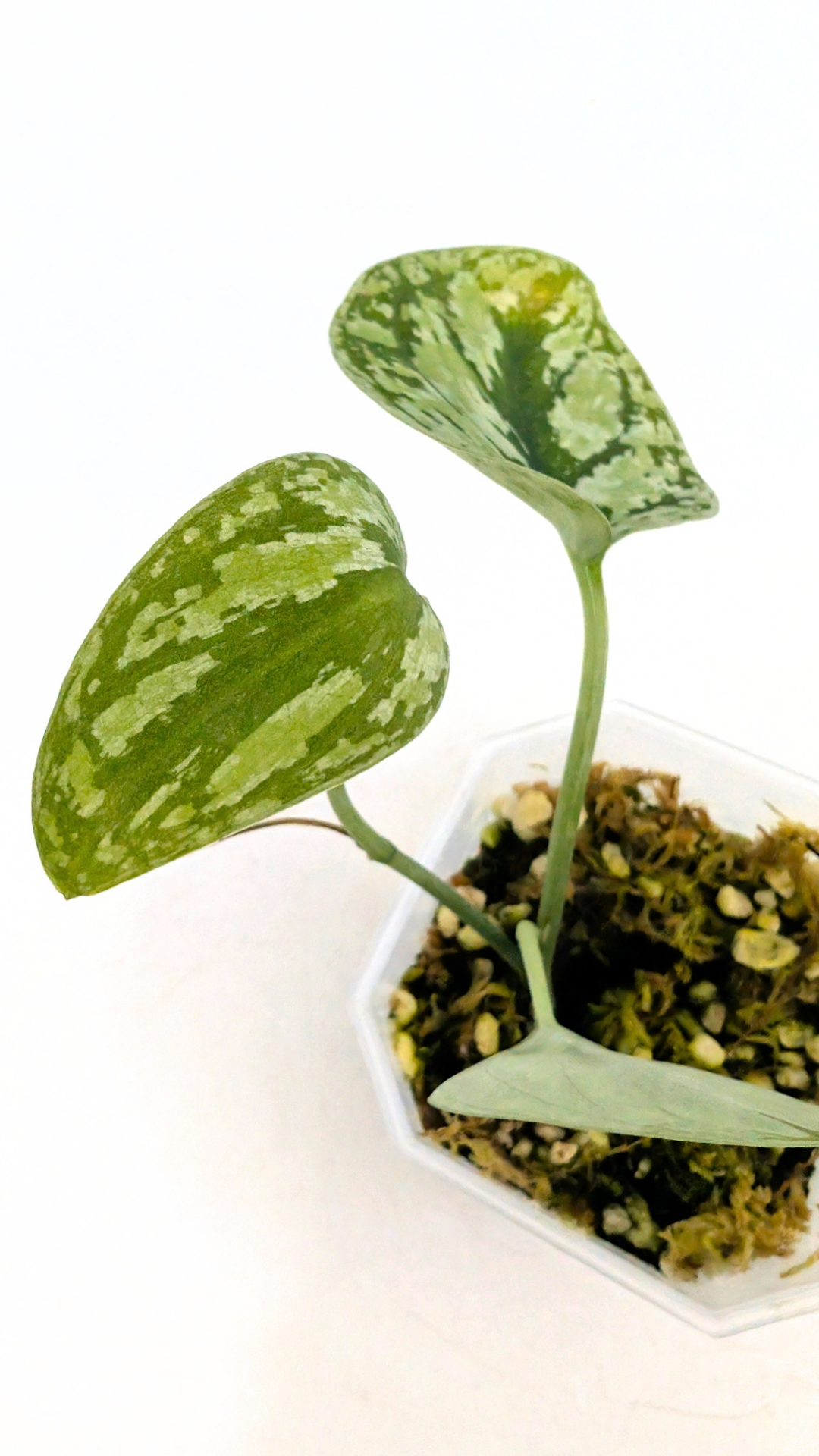 Rare Houseplant Scindapsus Silver Tricolour for sale at rare indoor plant shop, The Leaf Gallery in Perth, Western Australia