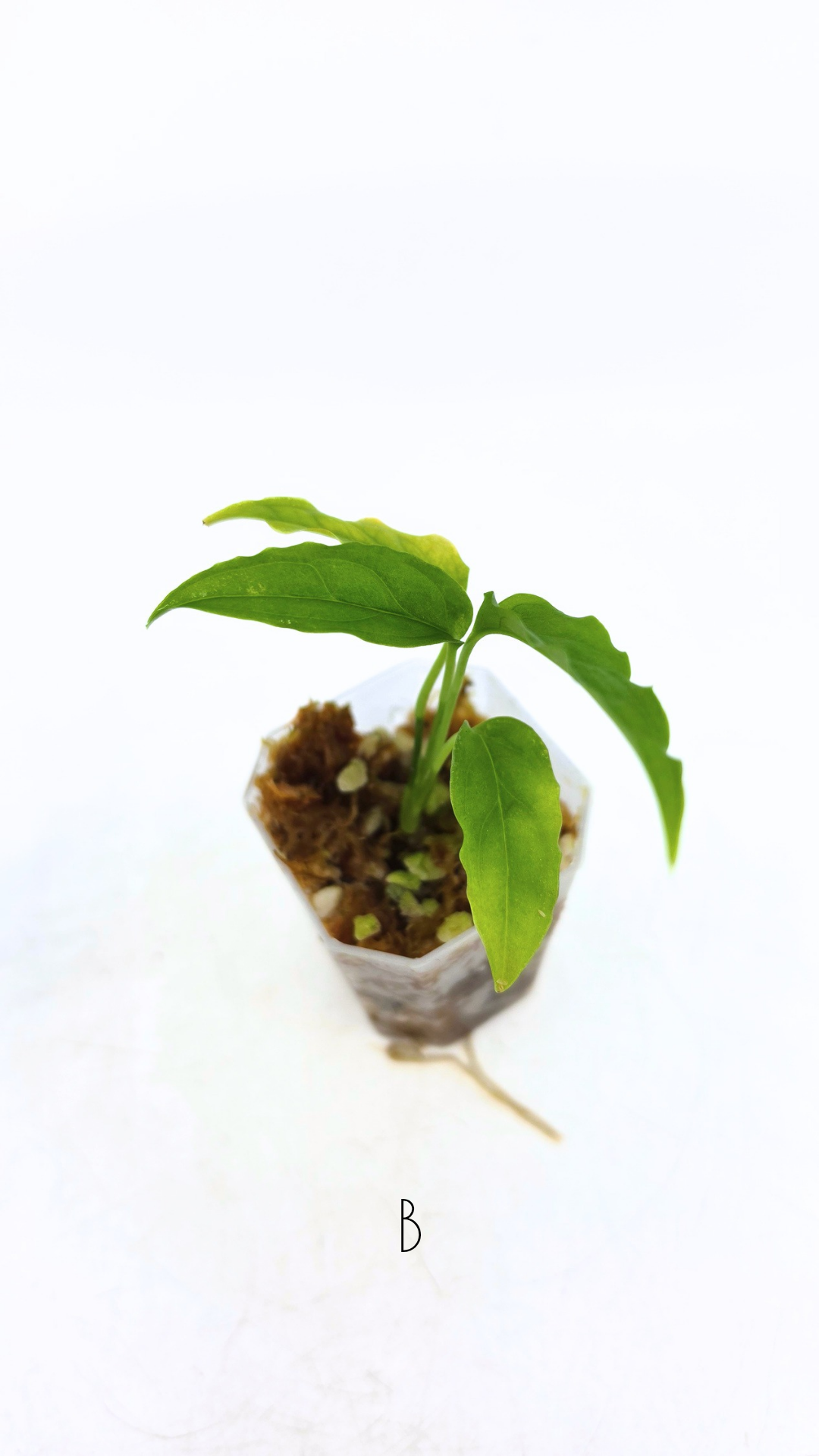 Rare indoor plant Monstera Obliqua Peru available for sale at rare house plant shop The Leaf Gallery in Perth, Western Australia