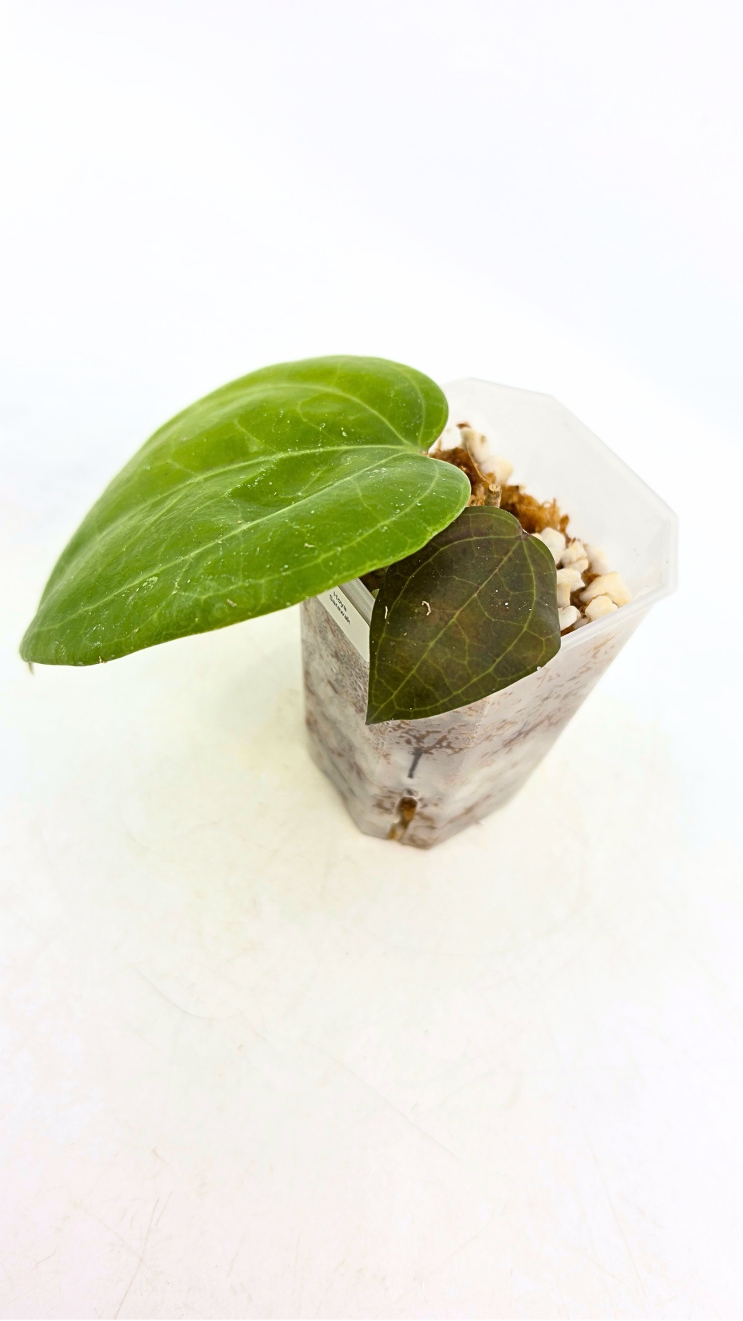 Rare waxplant Hoya Sarawak available for sale at rare indoor plant shop The Leaf Gallery in Perth, Western Australia
