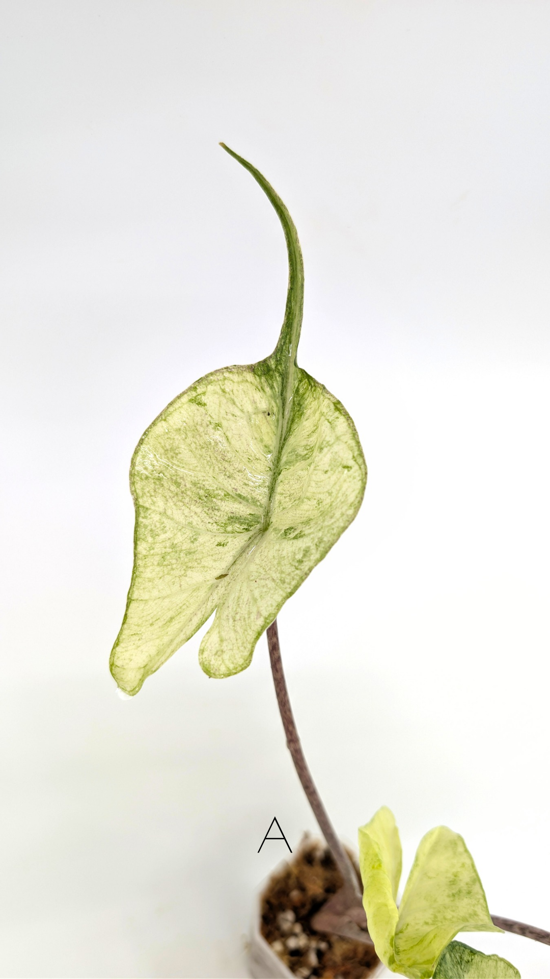 Rare indoor plannt Alocasia Stingray Mint Variegated available for sale at rare house plant shop The Leaf Gallery in Perth, Western Australia.