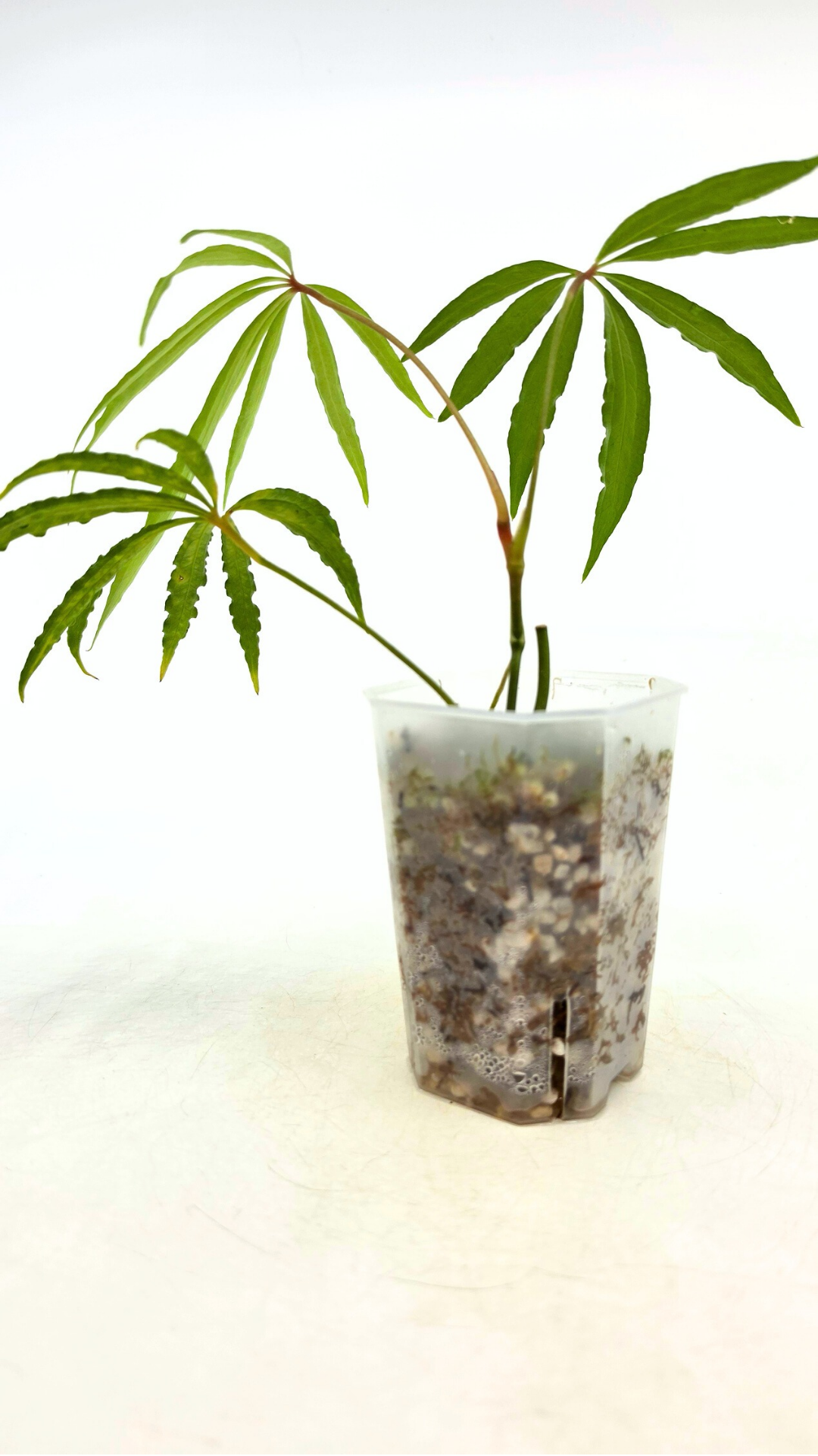 Hard to find vining house plant Anthurium Polystictum available for sale at rare plant shop The Leaf Gallery in Perth, Western Australia.