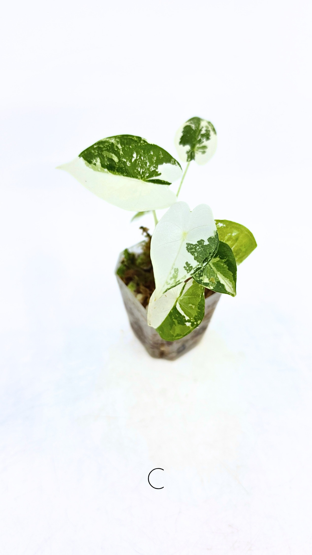 Rare indoor plant Alocasia Frydek Variegated available for sale at rare house plant shop The Leaf Gallery in Perth, Western Australia
