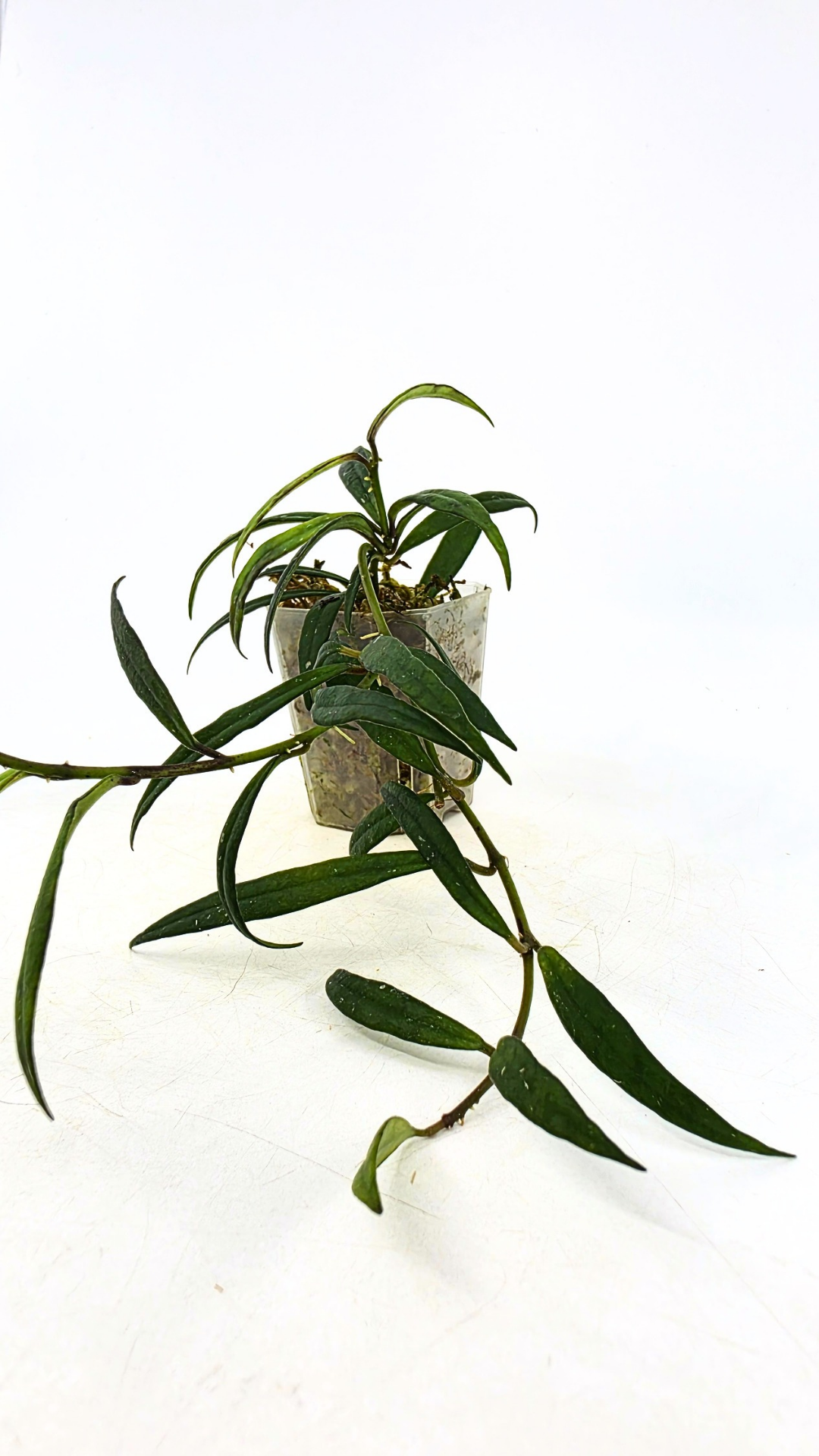 Uncommon waxplant Hoya Pauciflora available for sale at rare indoor plan shop The Leaf Gallery in Perth, Western Australia