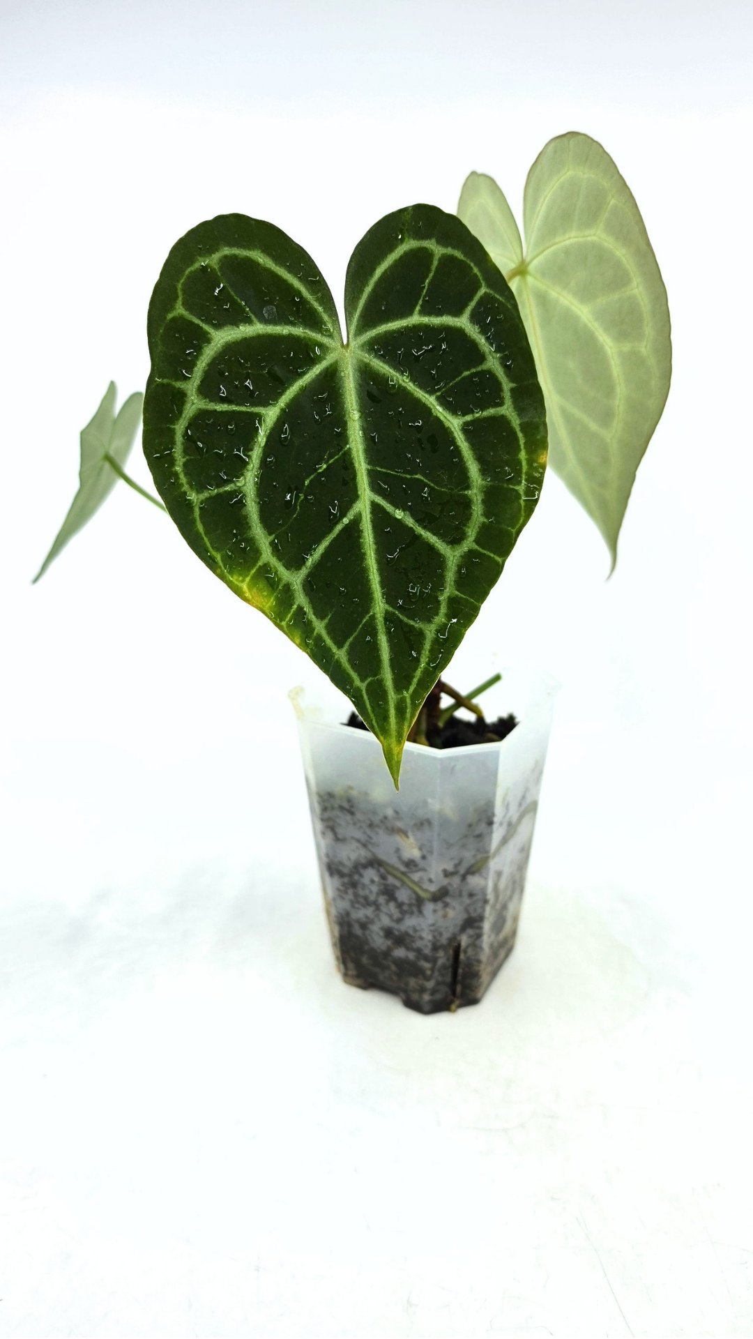 Rare Anthurium Clarineverium Hybrid - Queen of Clarinervium available for sale at rare plant shop The Leaf Gallery in Perth, Western Australia.