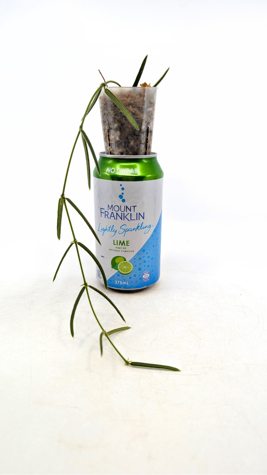 Rare waxplant Hoya Linearis available for sale at rare indoor plant shop The Leaf Gallery in Perth, Western Australia