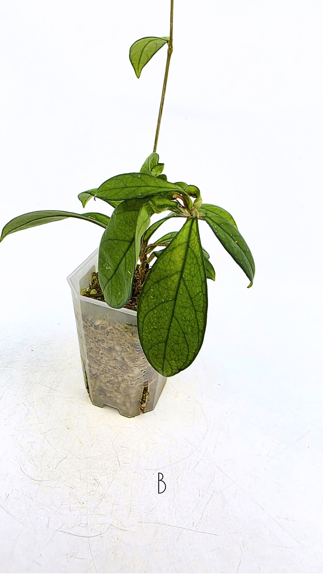 Rare waxplant Hoya Hainanensis Da Nang Vietnam available for sale at rare indoor plant shop The Leaf Gallery in Perth, Western Australia