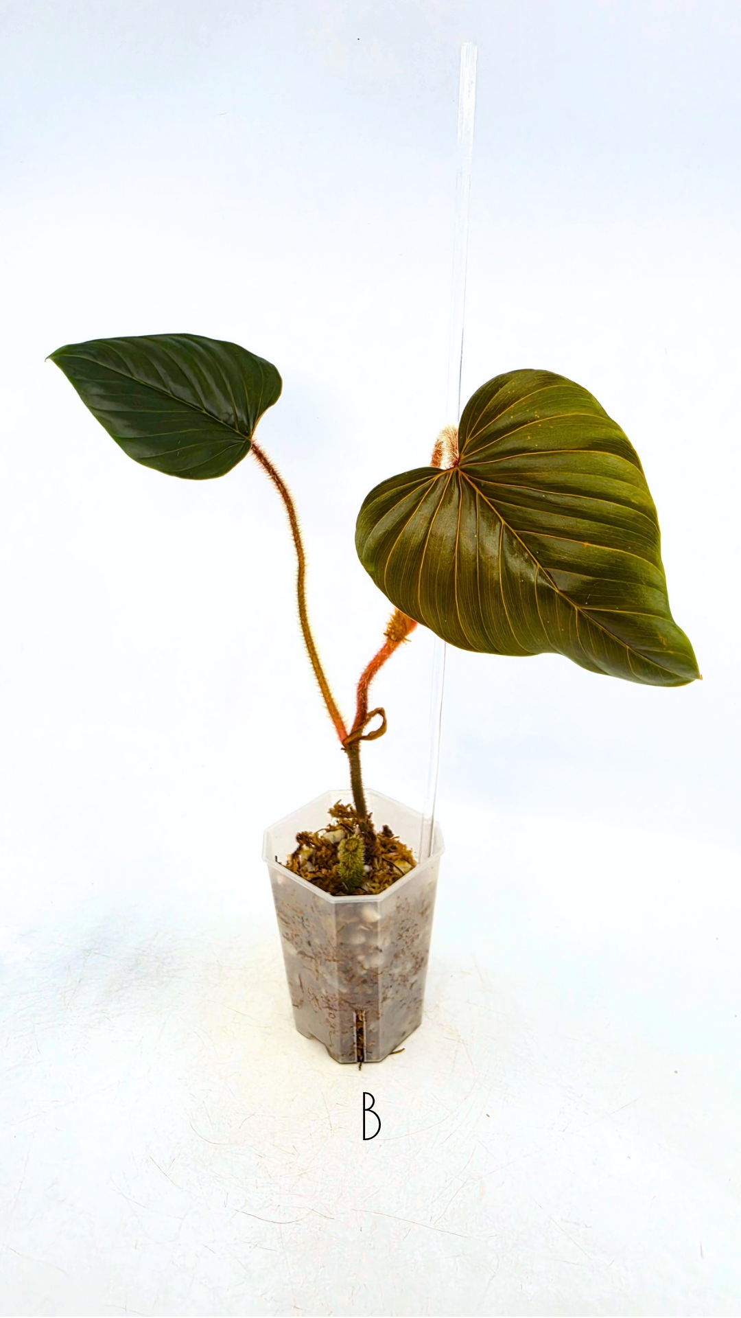 Rare plant philodendron squamicaule pink available at rare plant shop The Leaf Gallery in Perth, Western Australia