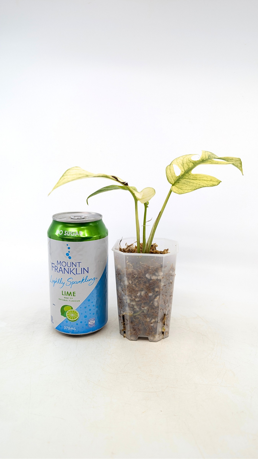 Rare indoor plant Raphidophora Tetrasperma Mint Varigated for sale by rare plant shop The Leaf Gallery in Perth, Western Australia