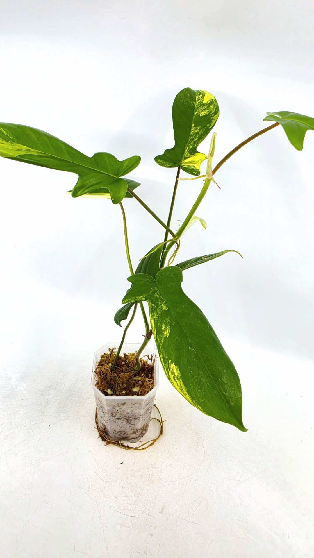 Rare indoor plant Philodendron Florida Beauty Varigated available at rare plant shop The Leaf Gallery in Perth, Western Australia