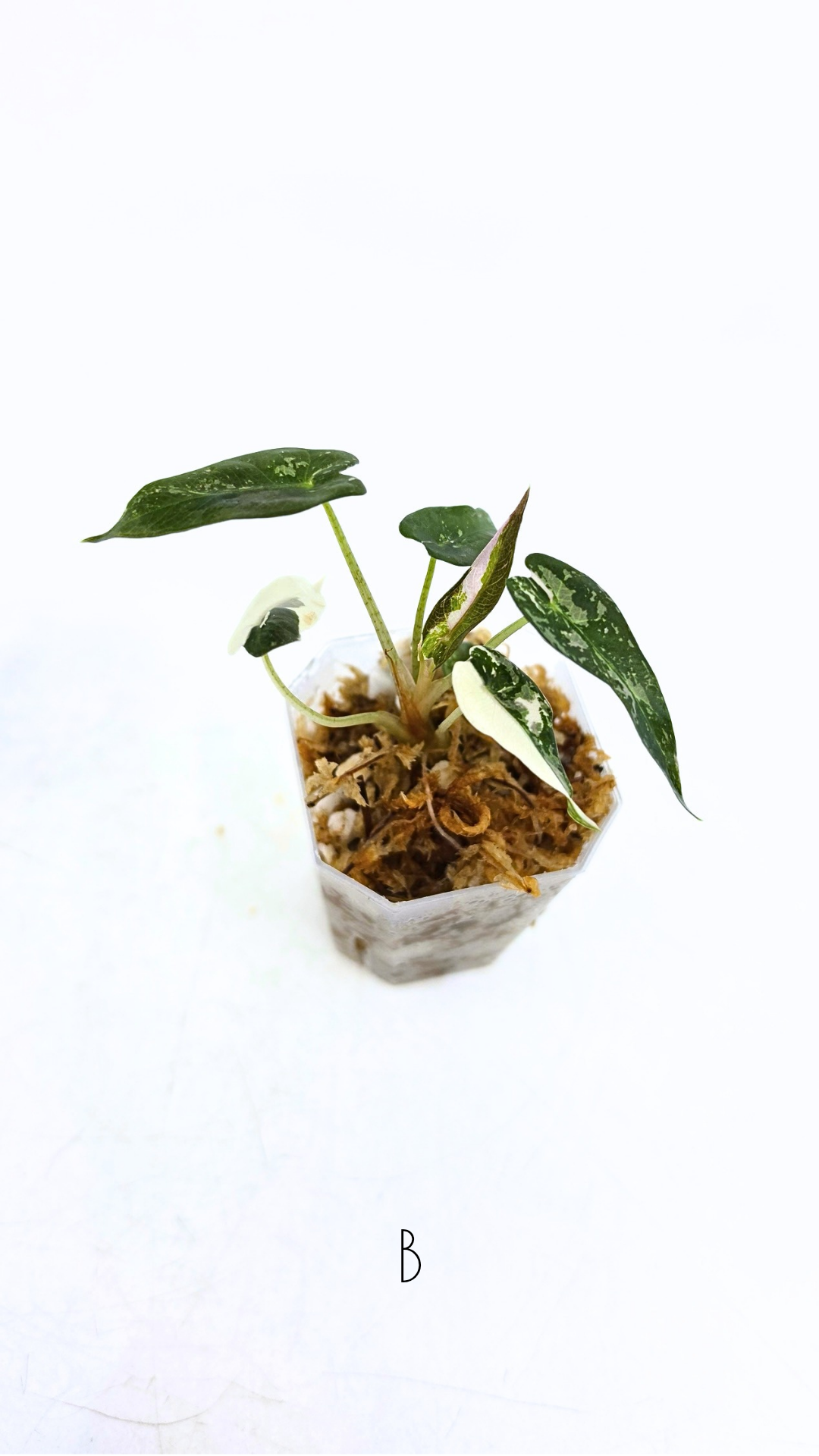 Rare indoor plant Alocasia Amazonica Bambino Pink TC plantlets available for sale at rare houseplant shop The Leaf Gallery in Perth, Western Australia