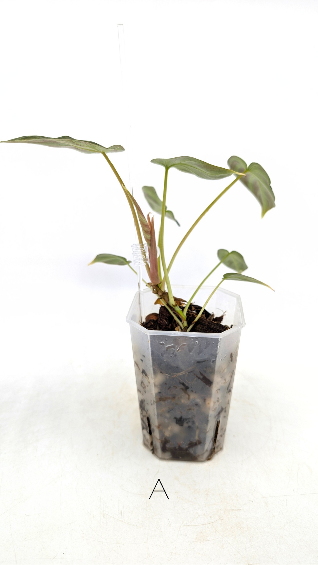 Rare indoor plant Philodendron Verrucusom Mint Variegated available for sale at rare house plant shop The Leaf Gallery in Perth, Western Australia