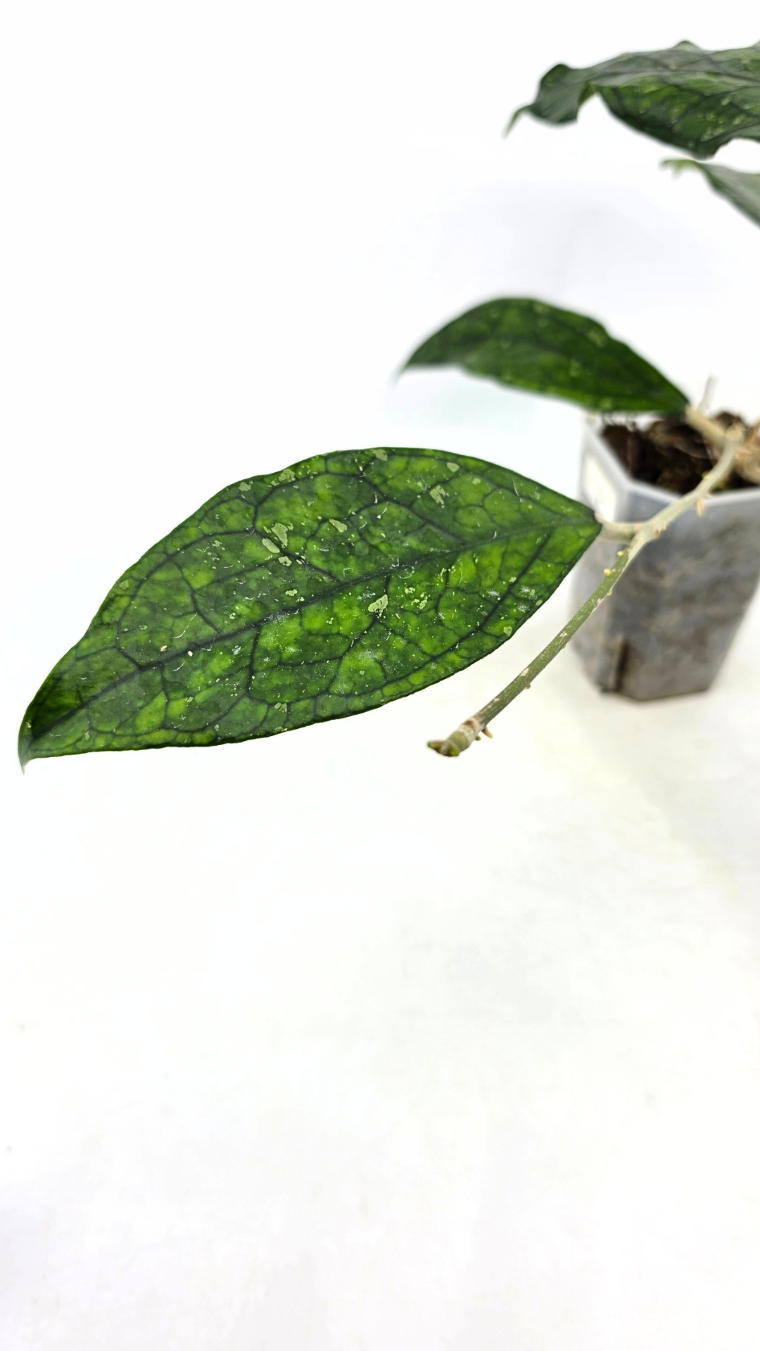 Rare waxplant Hoya Decipulae available for sale at rare indoor plant shop The Leaf Gallery in Perth, Western Australia
