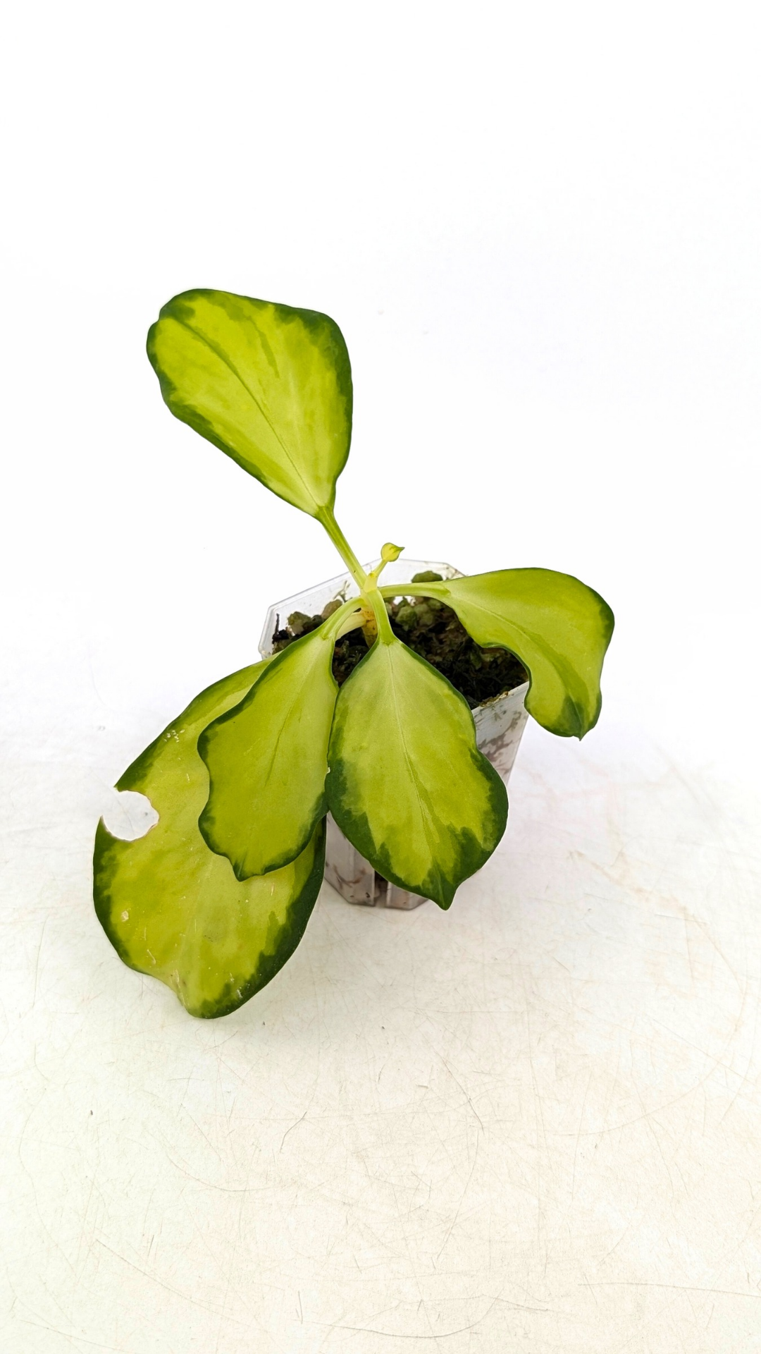 Rare waxplant Hoya Subquintupllinervis Inner Variegated, formerly known as Hoya Pachyclada available for sale at rare indoor plant shop The Leaf Gallery in Perth, Western Australia