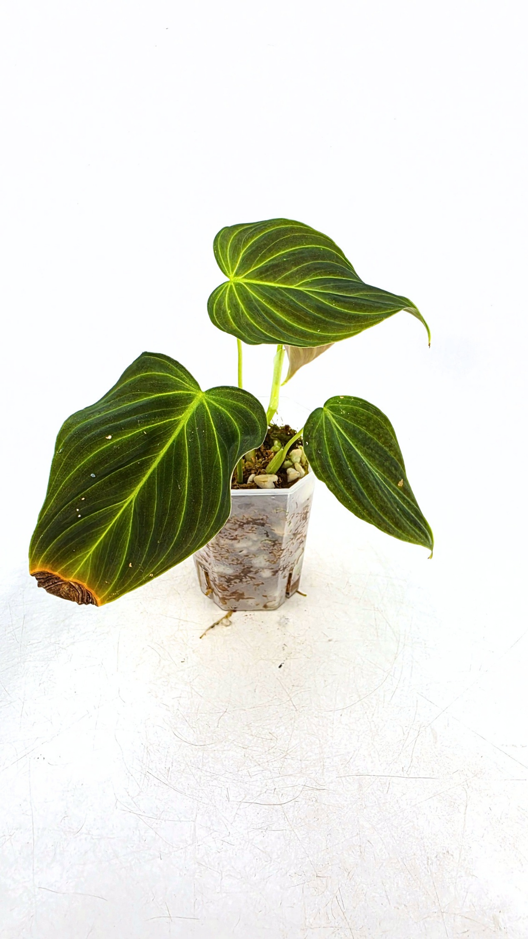 Uncommon indoor plant Philodendron Splendid available for sale at rare house plant shop The Leaf Gallery in Perth, Western Australia