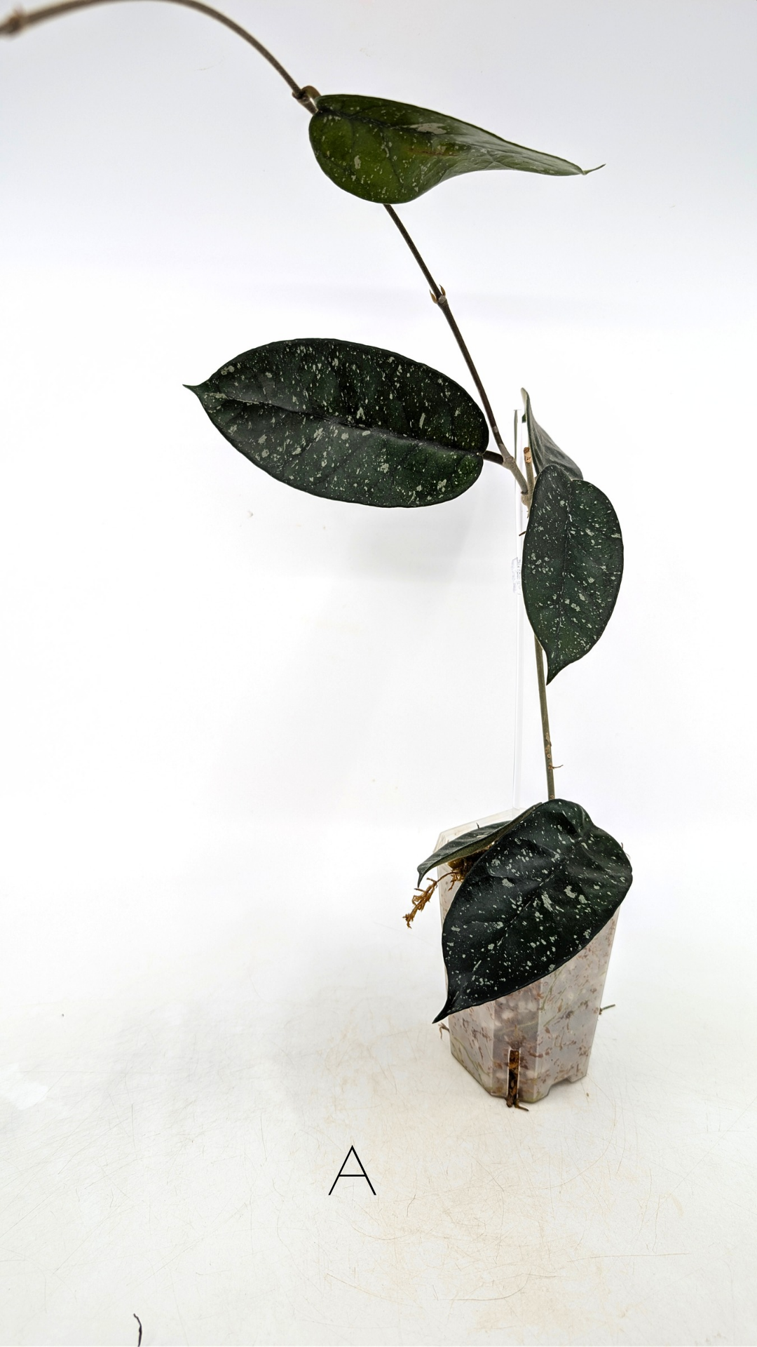 Rare waxplant Hoya Starry Night available for sale at The Leaf Gallery in Perth, Western Australia