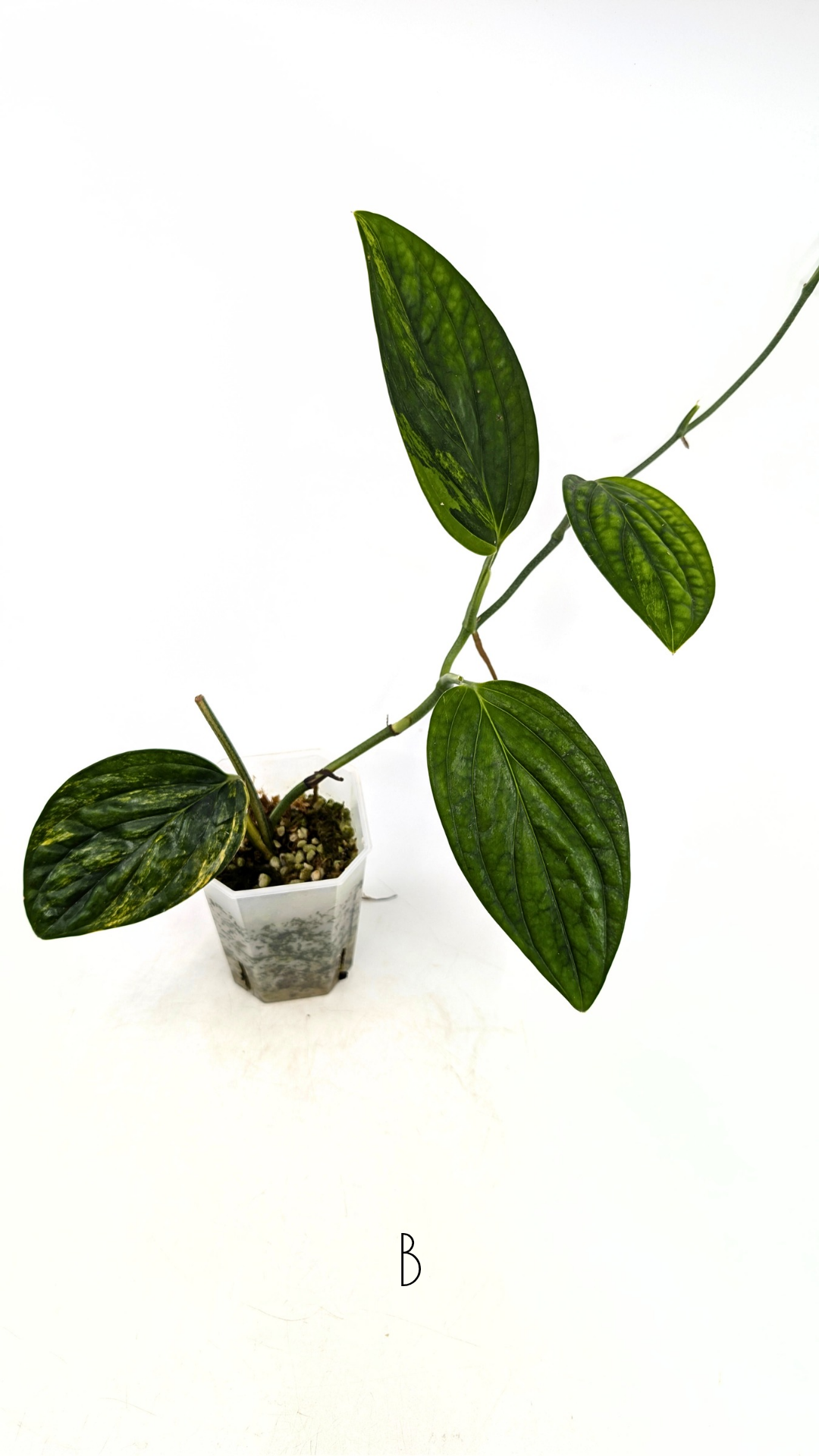 Rare indoor plant Monstera Peru Karstenianum Varigated at rare plant shop The Leaf Gallery in Perth, Western Australia