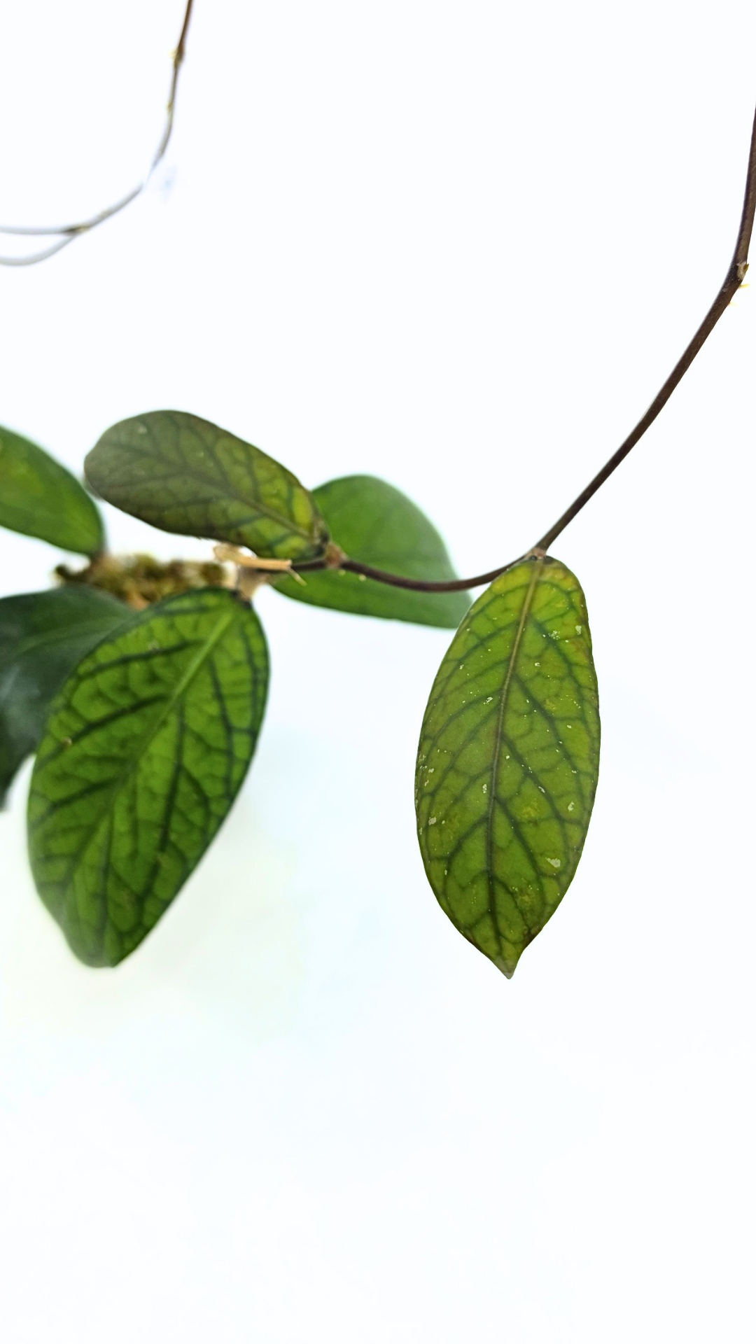 Rare waxplant Hoya Sp Tanggamus available for sale at rare indoor plant shop The Leaf Gallery in Perth, Western Australia