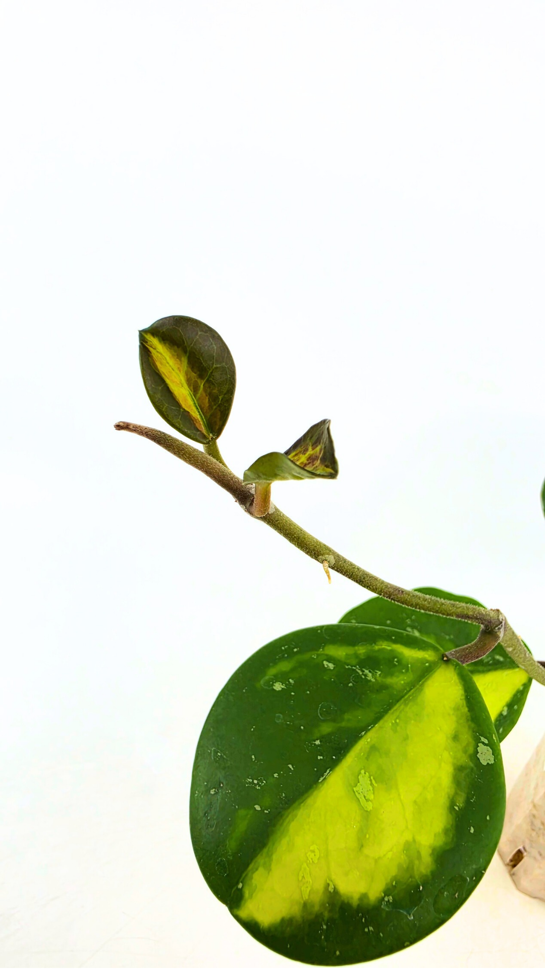 Rare waxplant Hoya Obavata Splash Variegated available for sale at rare indoor plant shop The Leaf Gallery in Perth, Western Australia.