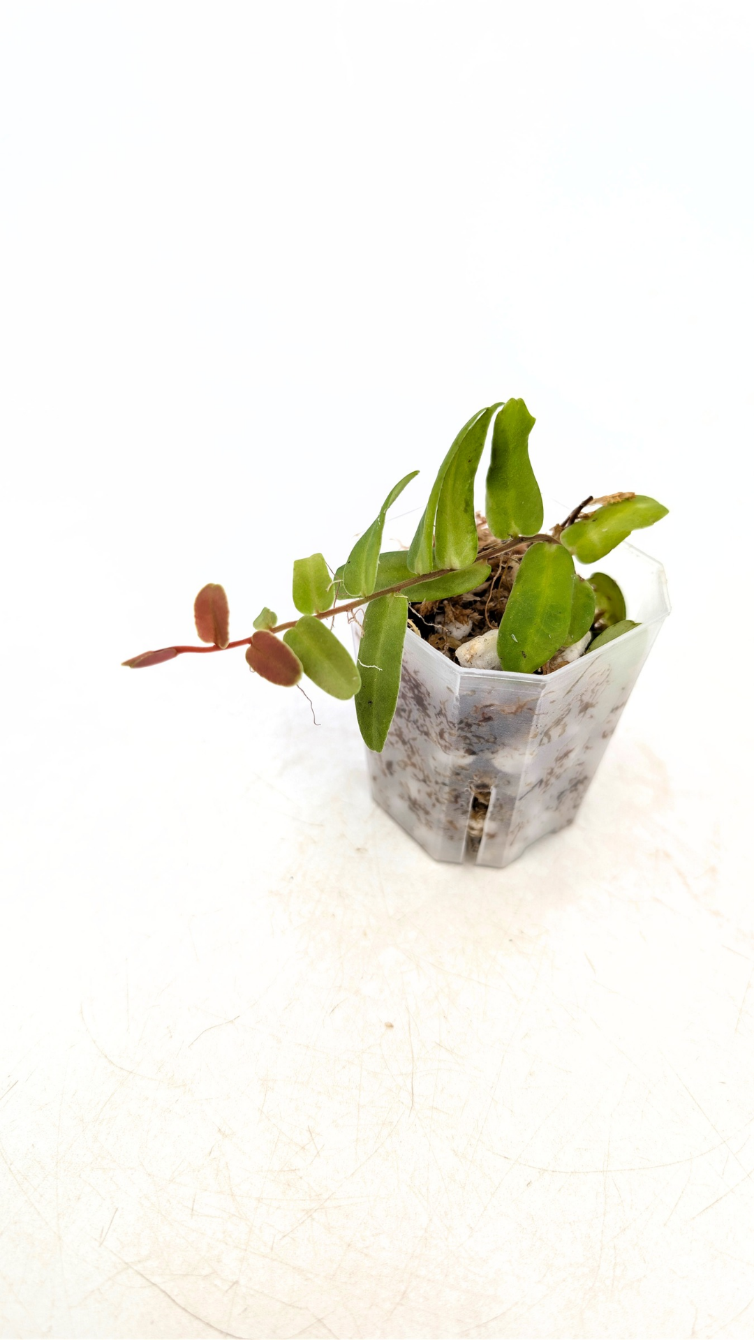 Rare shinggling terrarium plant Marcgravia Sintenisii or Rainbow Marcgravia availabe for sale at rare plant shop The Leaf Gallery in Perth, Western Australia