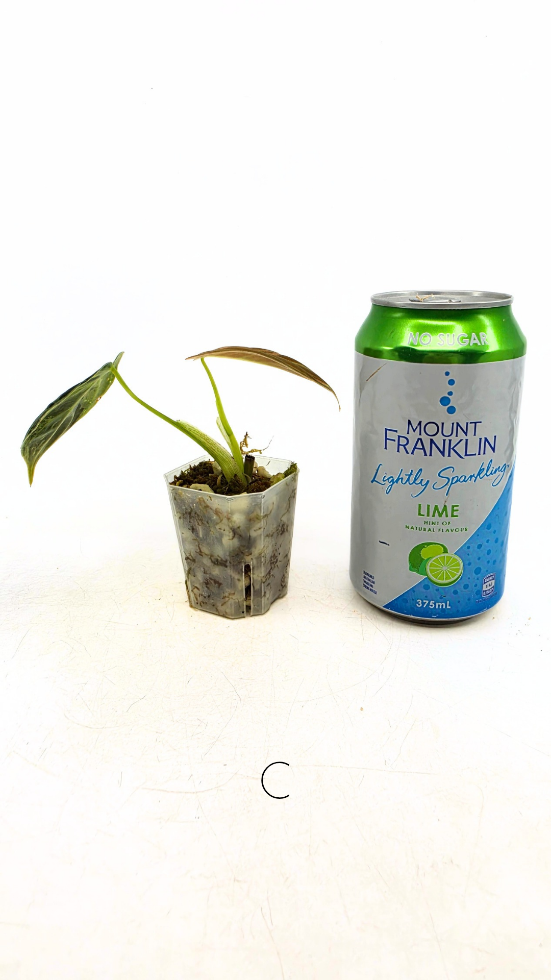 Rare plant Philodendron Melanochrysum Varigated available for sale at rare plant shop The Leaf Gallery in Perth, Western Australia