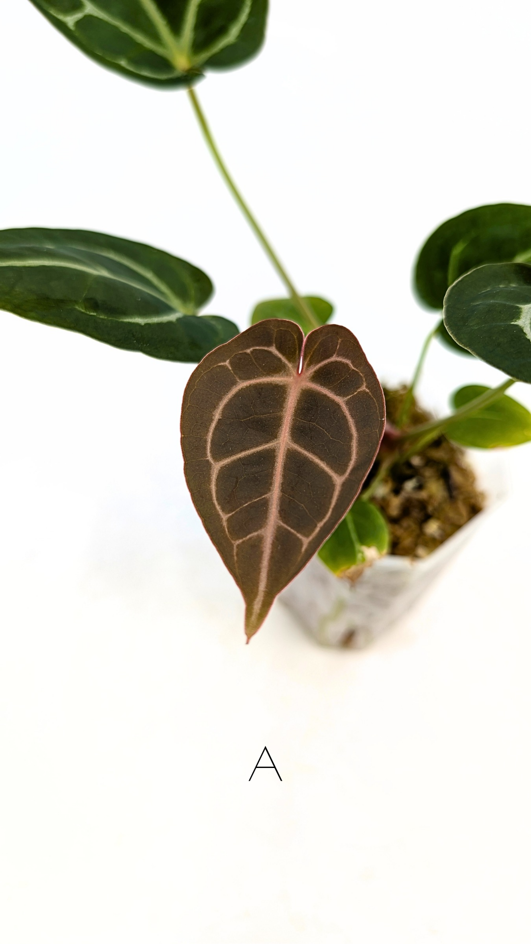 Rare anthurium hybrid Anthurium Dark Forgetii x Bessae Aff X Anthurium Michelle by The Leaf Gallery in Perth, Western Australia