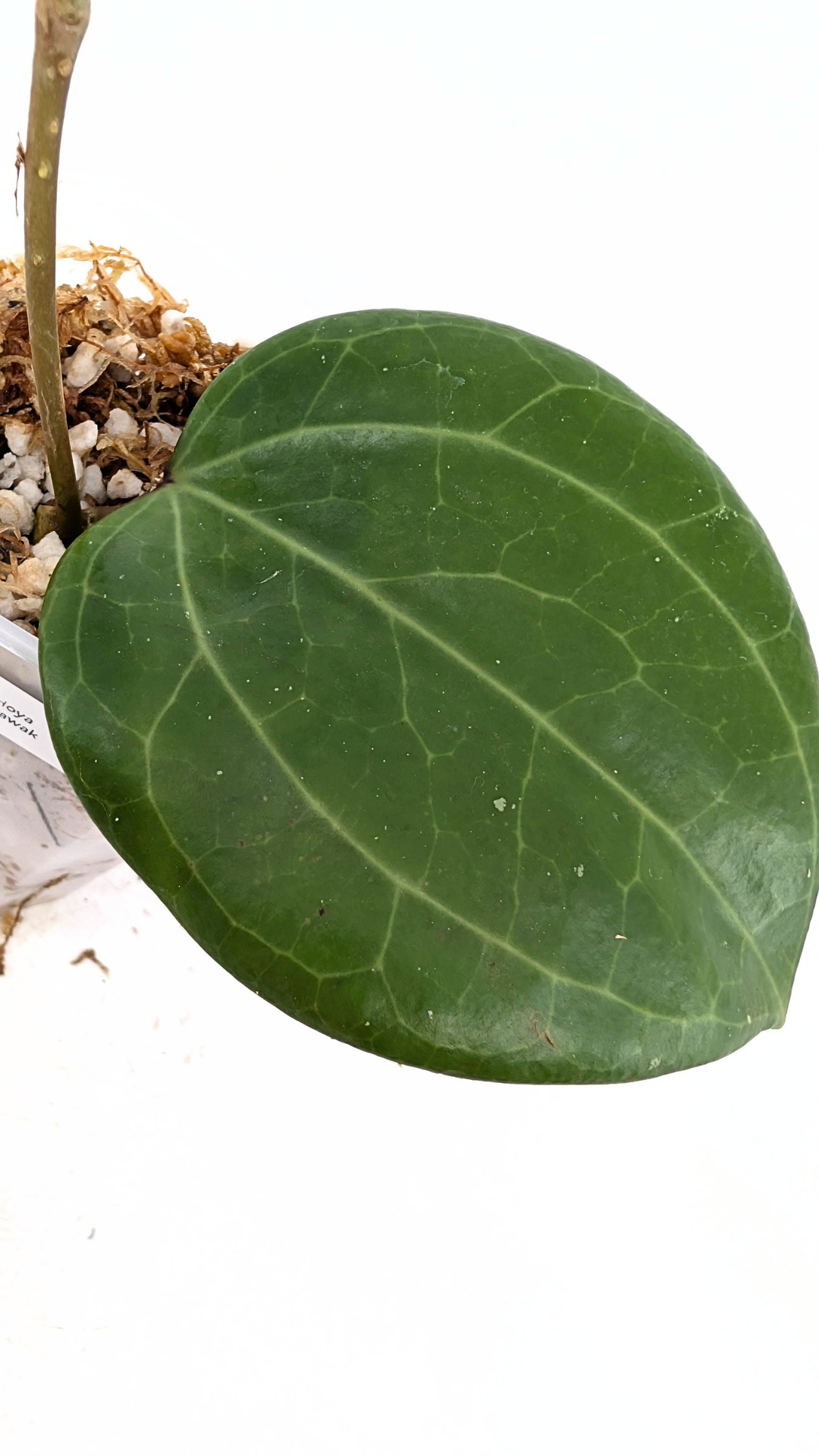 Rare waxplant Hoya Sarawak available for sale at rare indoor plant shop The Leaf Gallery in Perth, Western Australia