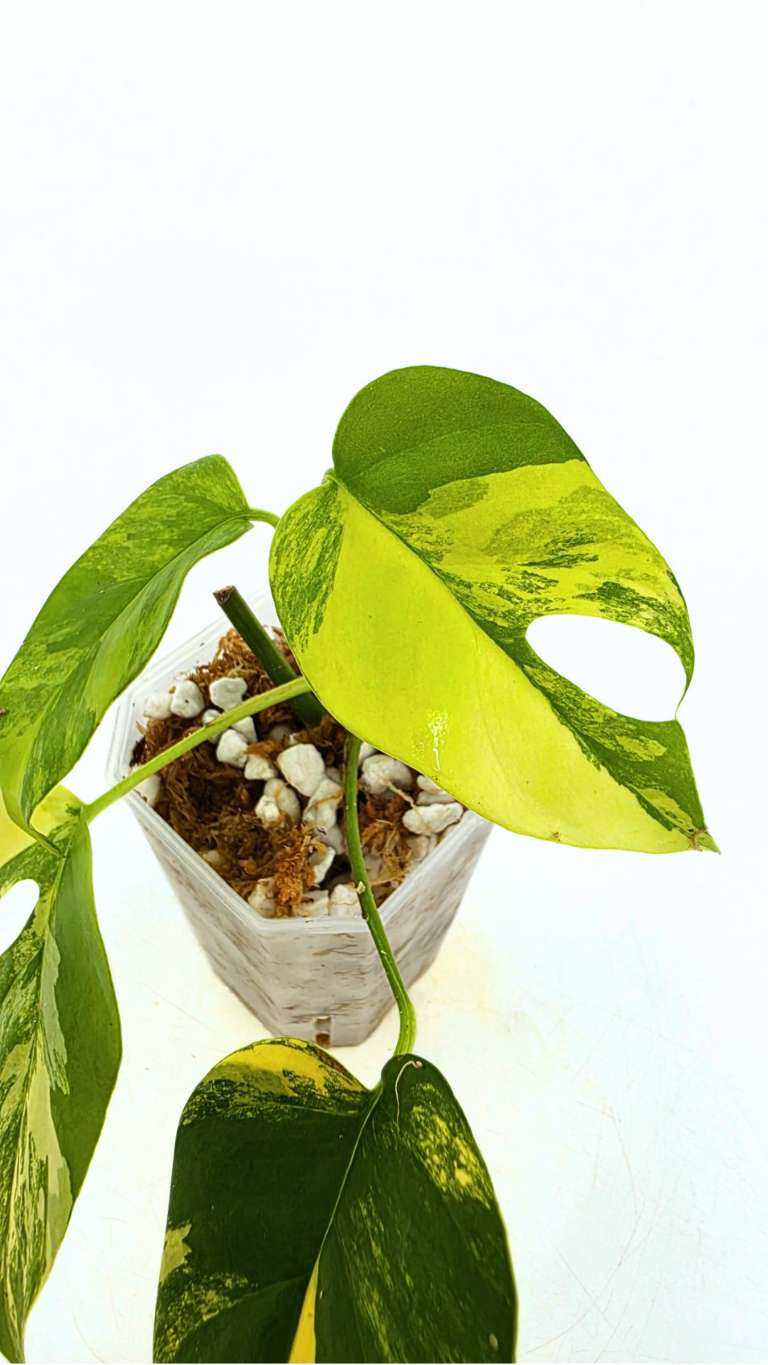 Rare indoor plant Raphidophora Tetrasperma Aurea for sale by rare plant shop The Leaf Gallery in Perth