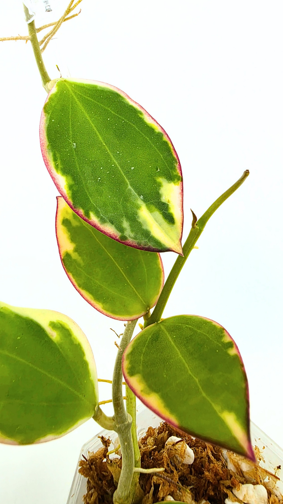 Rare waxplant Hoya sp Para Albomarginata available for sale at rare indoor plant shop The Leaf Gallery in Perth, Western Australia