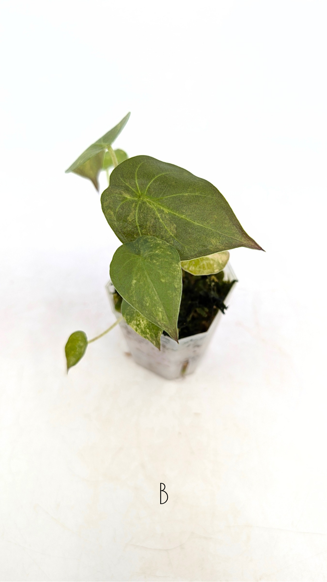 Rare indoor plant Alocasia Wentii Variegated available for sale at rare house plant shop The Leaf Gallery in Perth, Western Australia