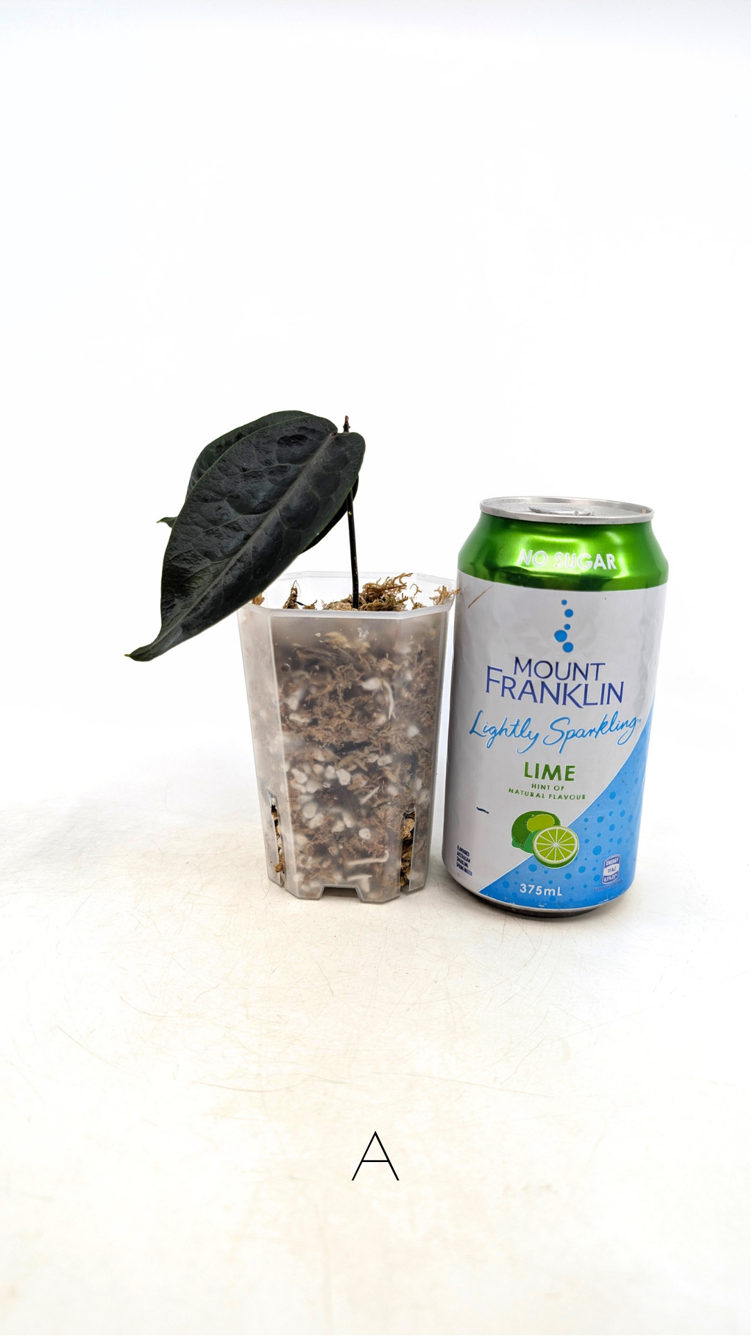 Rare waxplant hoya megalaster IML1007 available for sale at rare plant shop The Leaf Gallery in Perth, Western Australia