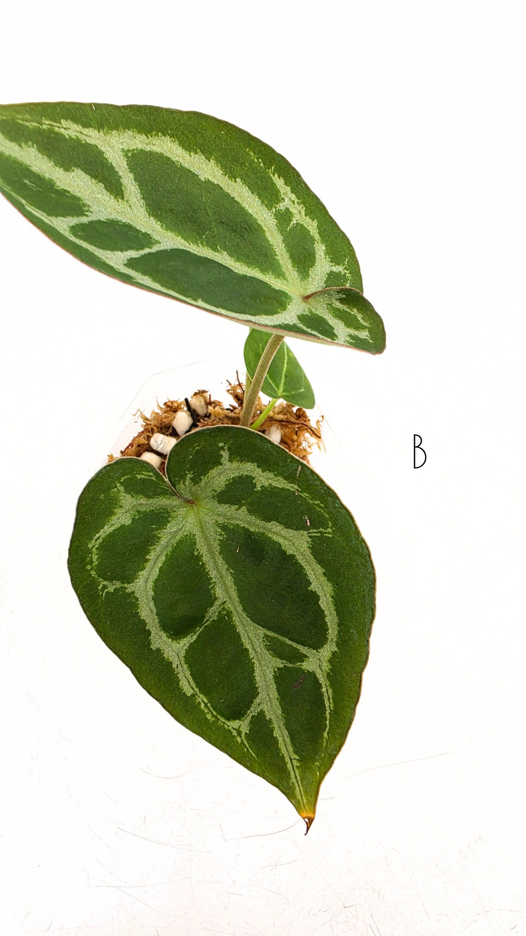 Rare anthurium hybrid Anthurium red dorayaki mutation with Anthurium Michelle by The Leaf Gallery in Perth, Western Australia