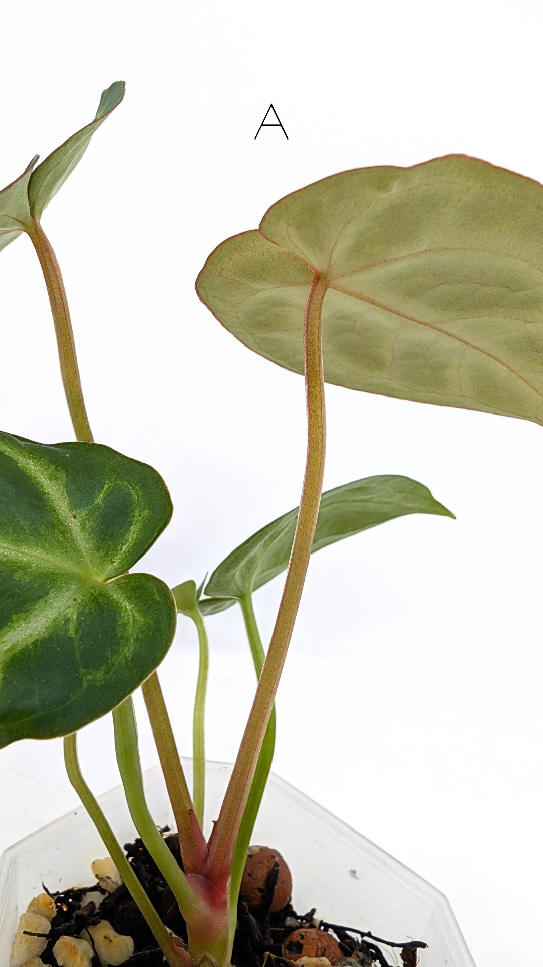Rare indoor plant Anthurium Magnificum available for sale at rare house plant shop The Leaf Gallery in Perth, Western Australia