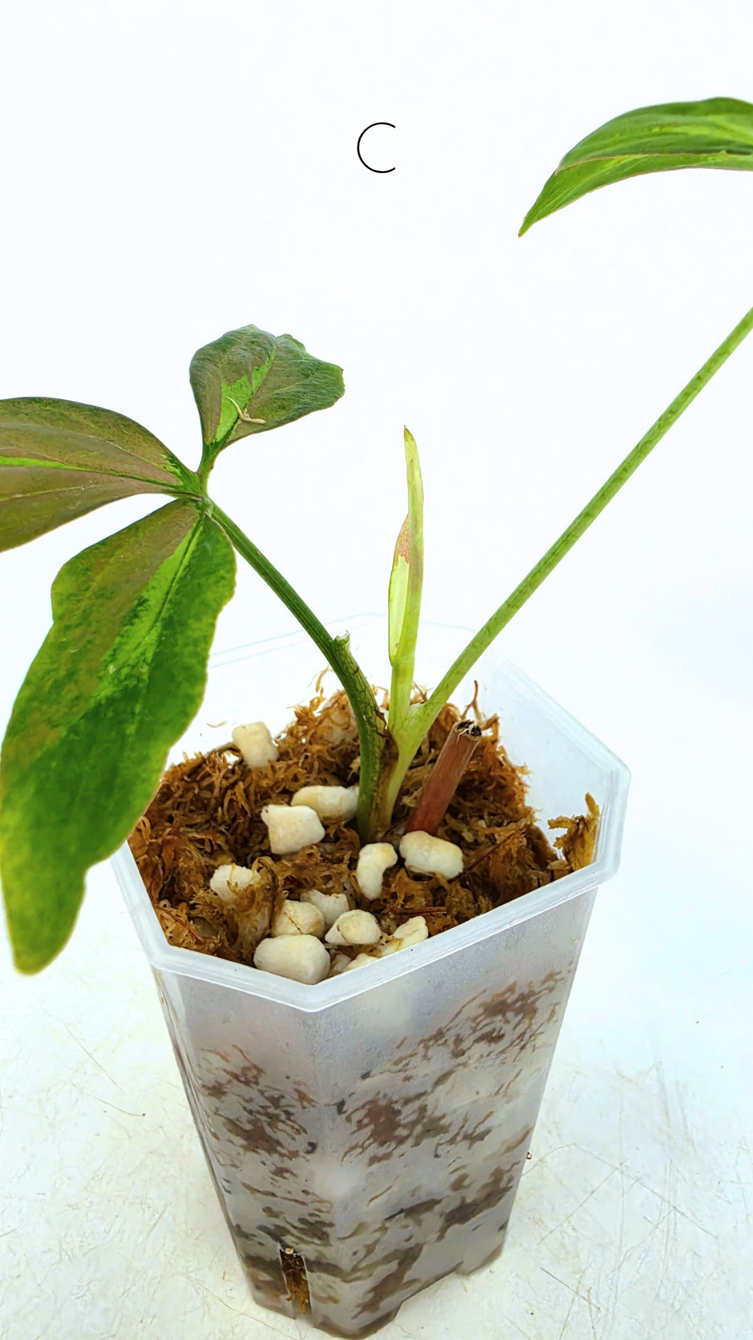 Rare plant Syngonium Redspot Tricolour available from rare plant shop The Leaf Gallery in Perth, Western Australia