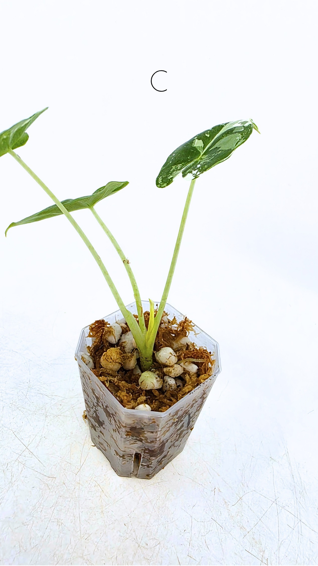 Rare indoor plant Alocasia Frydek Variegated available for sale at rare house plant shop The Leaf Gallery in Perth, Western Australia