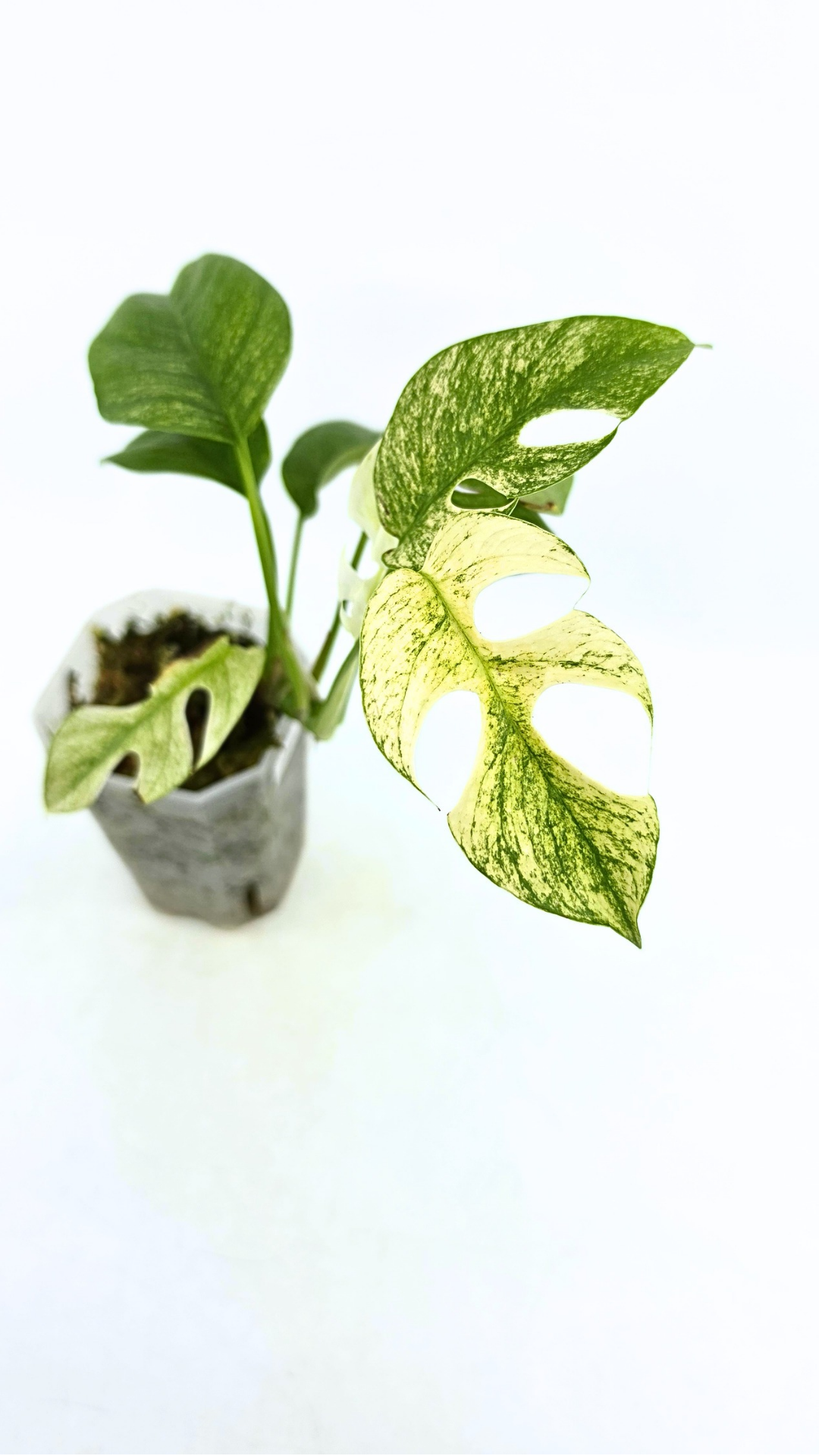 Rare indoor plant Raphidophora Tetrasperma Mint Varigated for sale by rare plant shop The Leaf Gallery in Perth, Western Australia