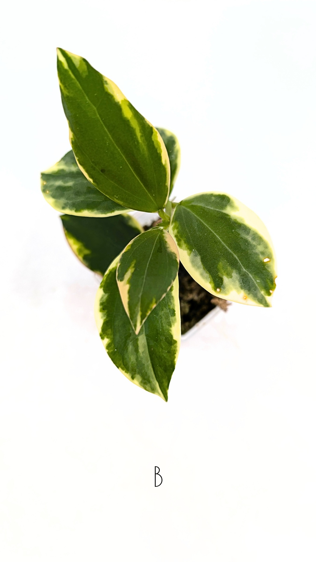 Rare waxplant Hoya sp Para Albomarginata available for sale at rare indoor plant shop The Leaf Gallery in Perth, Western Australia