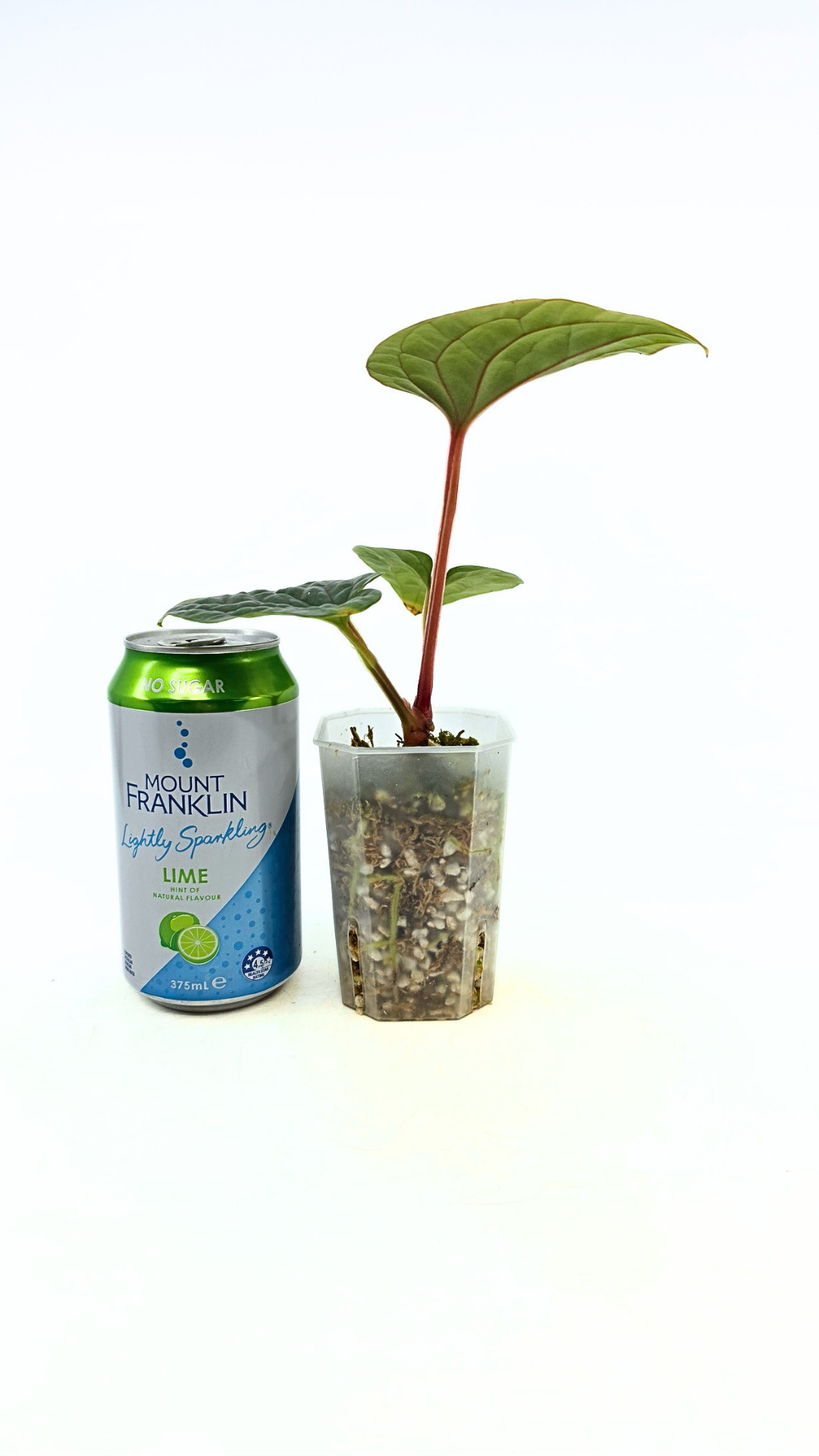 Rare indoor plant Anthurium Luxurians available for sale at rare house plant shop The Leaf Gallery in Perth, Western Australia