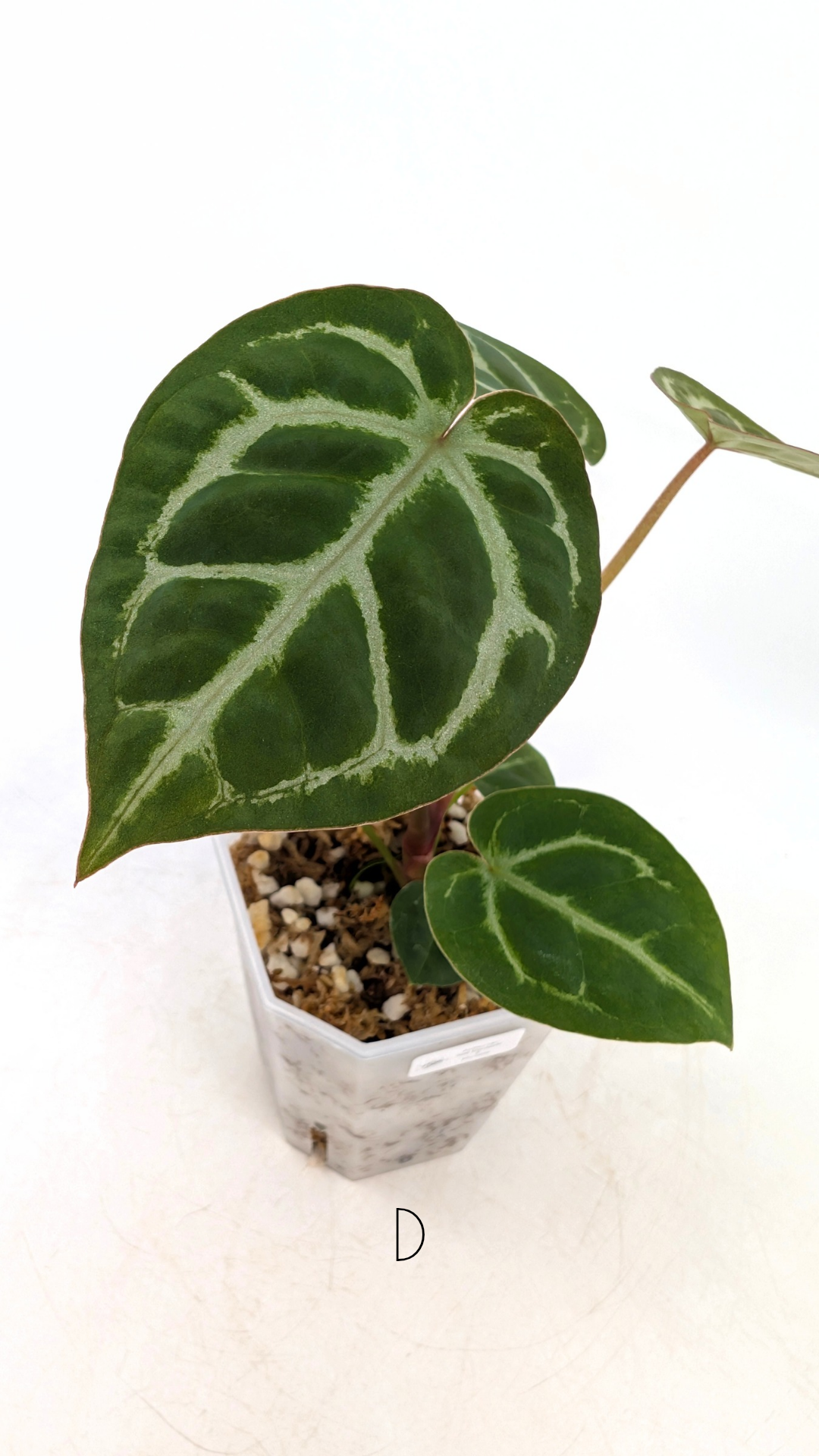 Rare anthurium hybrid Anthurium red dorayaki mutation with Anthurium Michelle by The Leaf Gallery in Perth, Western Australia