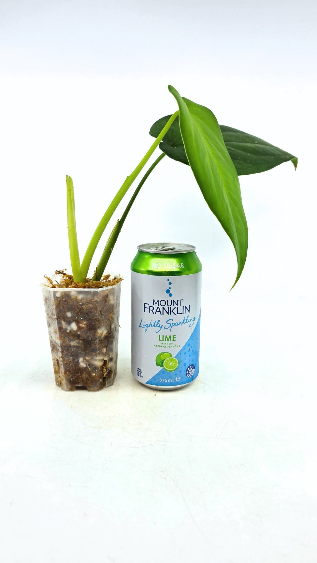 Rare indoor plant Syngonium Chiapense  available from rare houseplant shop The Leaf Gallery in Perth, Western Australia