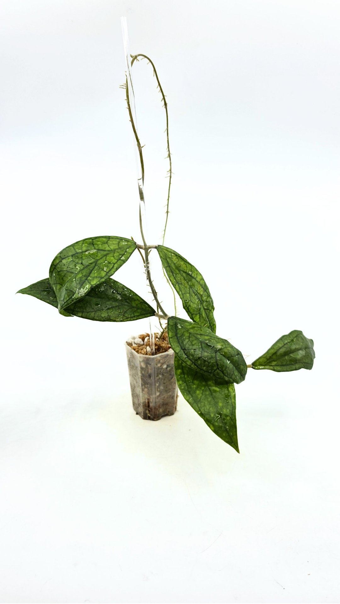 Rare waxplant Hoya Decipulae available for sale at rare indoor plant shop The Leaf Gallery in Perth, Western Australia