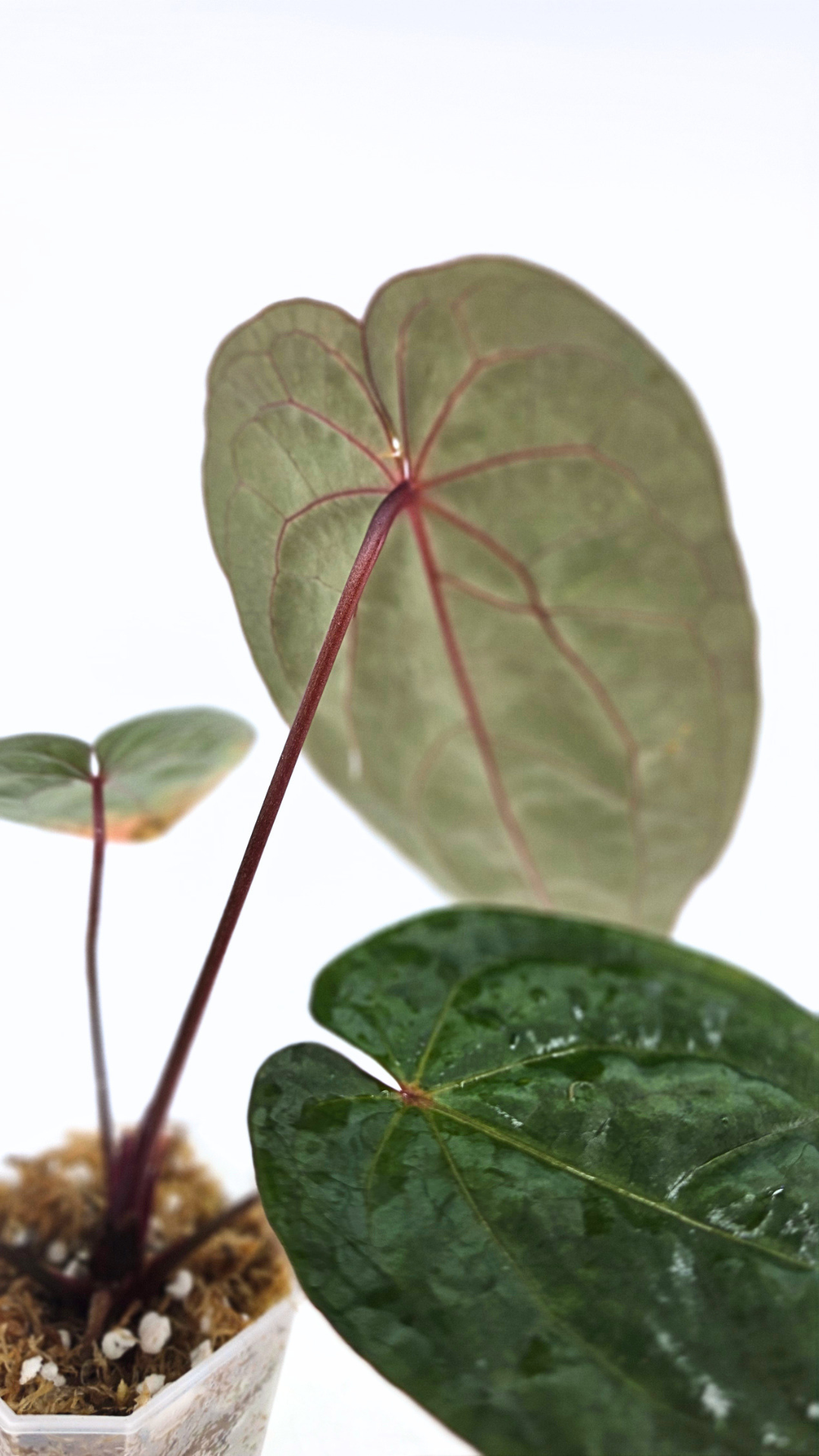 Rare indoor plant Anthurium Bloodmoon clone available from rare house plant shop The Leaf Gallery in Perth, Western Australia