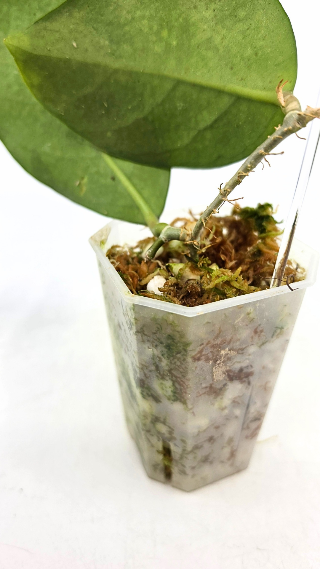 Rare waxplant Hoya Nervosa Jokul available for sale at rare plant shop The Leaf Gallery in Perth, Western Australia